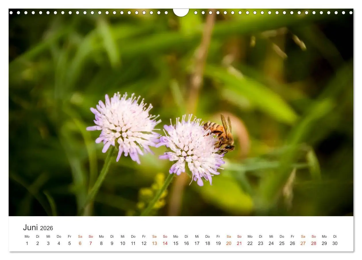 Bild: 9783457933848 | Bienen und Waben (Wandkalender 2026 DIN A3 quer), CALVENDO...