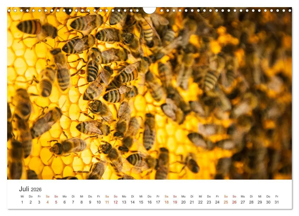 Bild: 9783457933848 | Bienen und Waben (Wandkalender 2026 DIN A3 quer), CALVENDO...