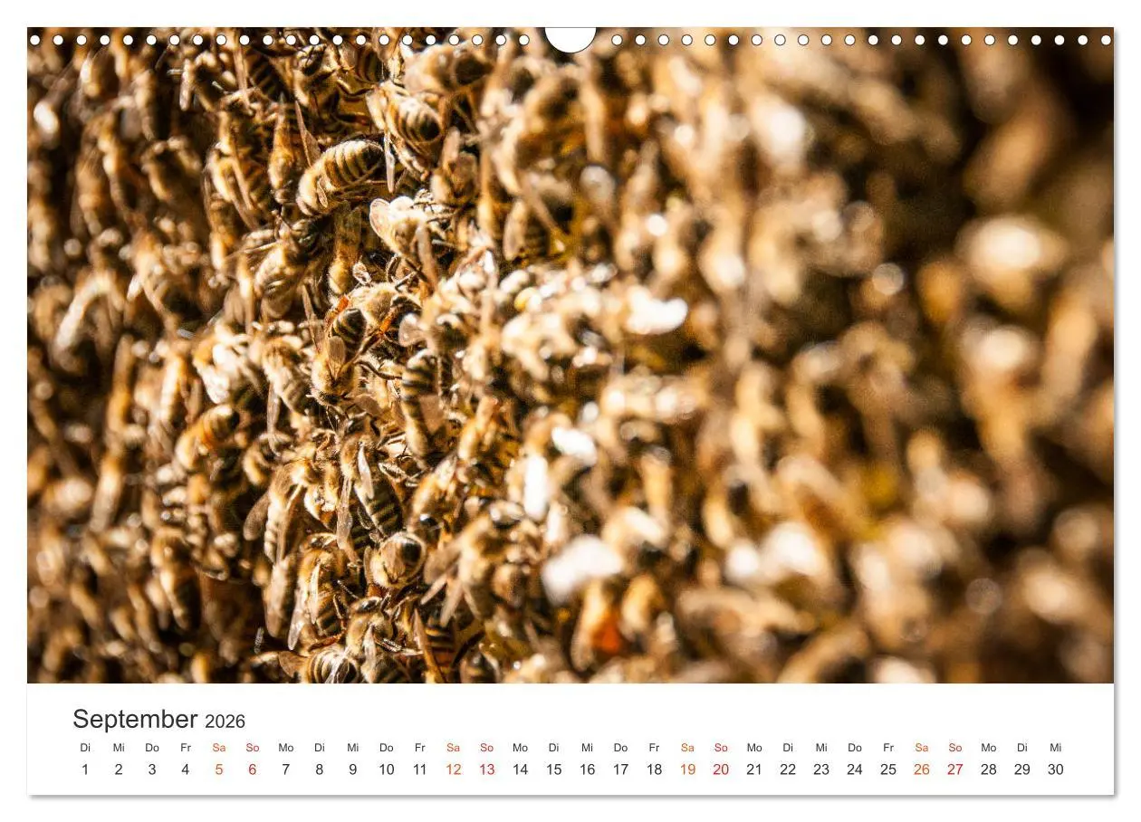 Bild: 9783457933848 | Bienen und Waben (Wandkalender 2026 DIN A3 quer), CALVENDO...