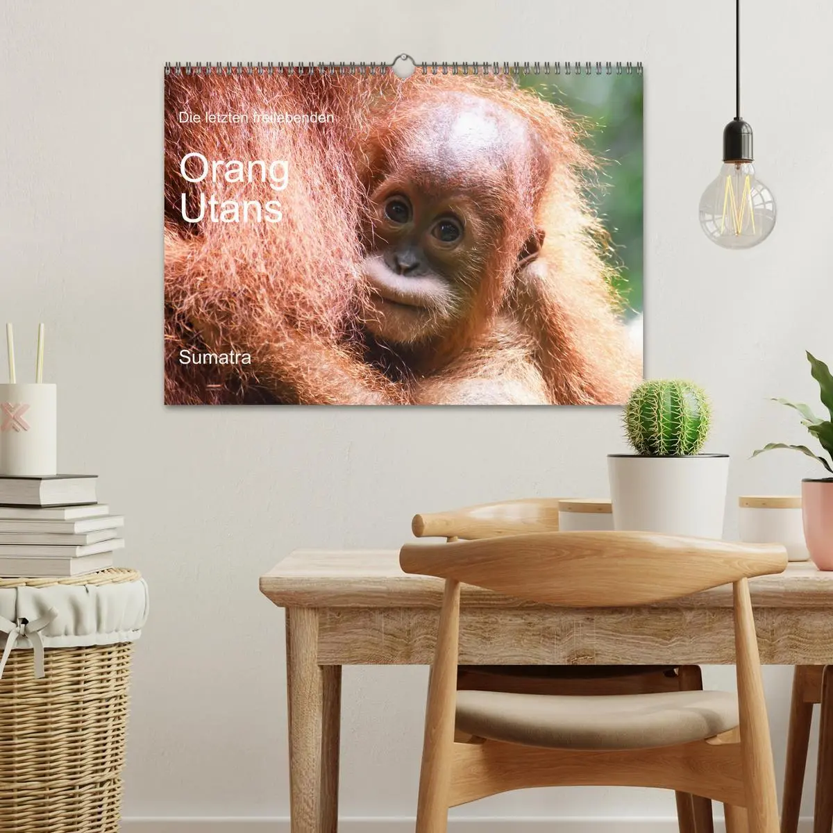 Bild: 9783457734148 | Die letzten freilebenden Orang Utans (Wandkalender 2026 DIN A3...