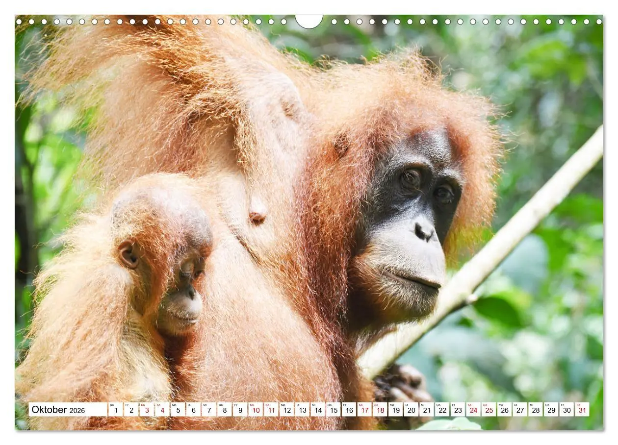 Bild: 9783457734148 | Die letzten freilebenden Orang Utans (Wandkalender 2026 DIN A3...