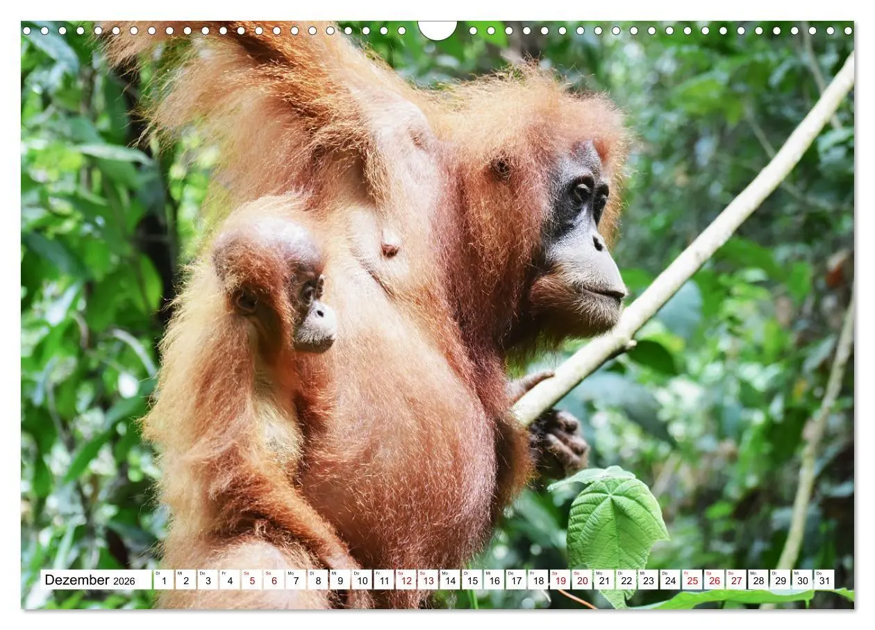 Bild: 9783457734148 | Die letzten freilebenden Orang Utans (Wandkalender 2026 DIN A3...
