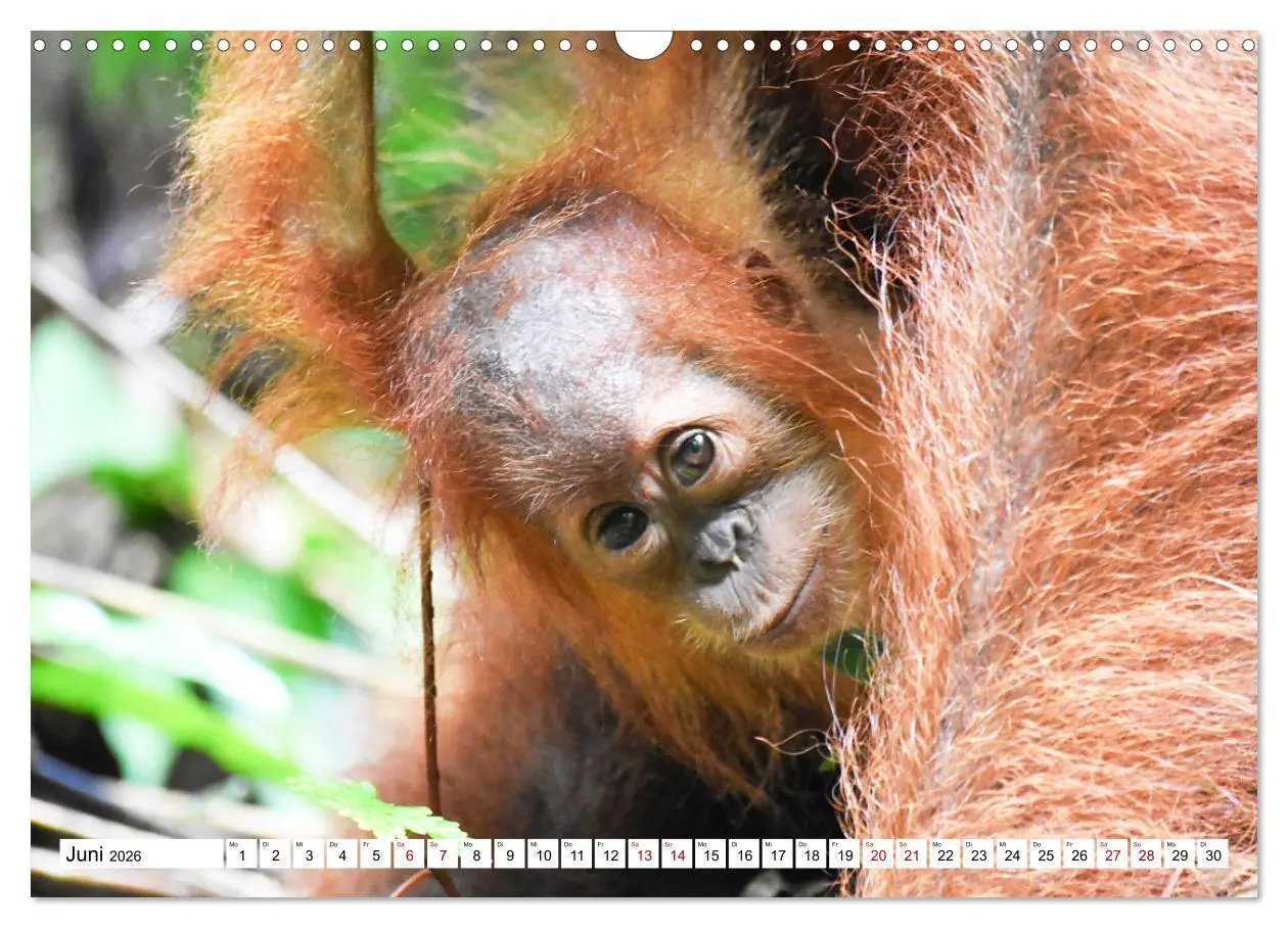 Bild: 9783457734148 | Die letzten freilebenden Orang Utans (Wandkalender 2026 DIN A3...
