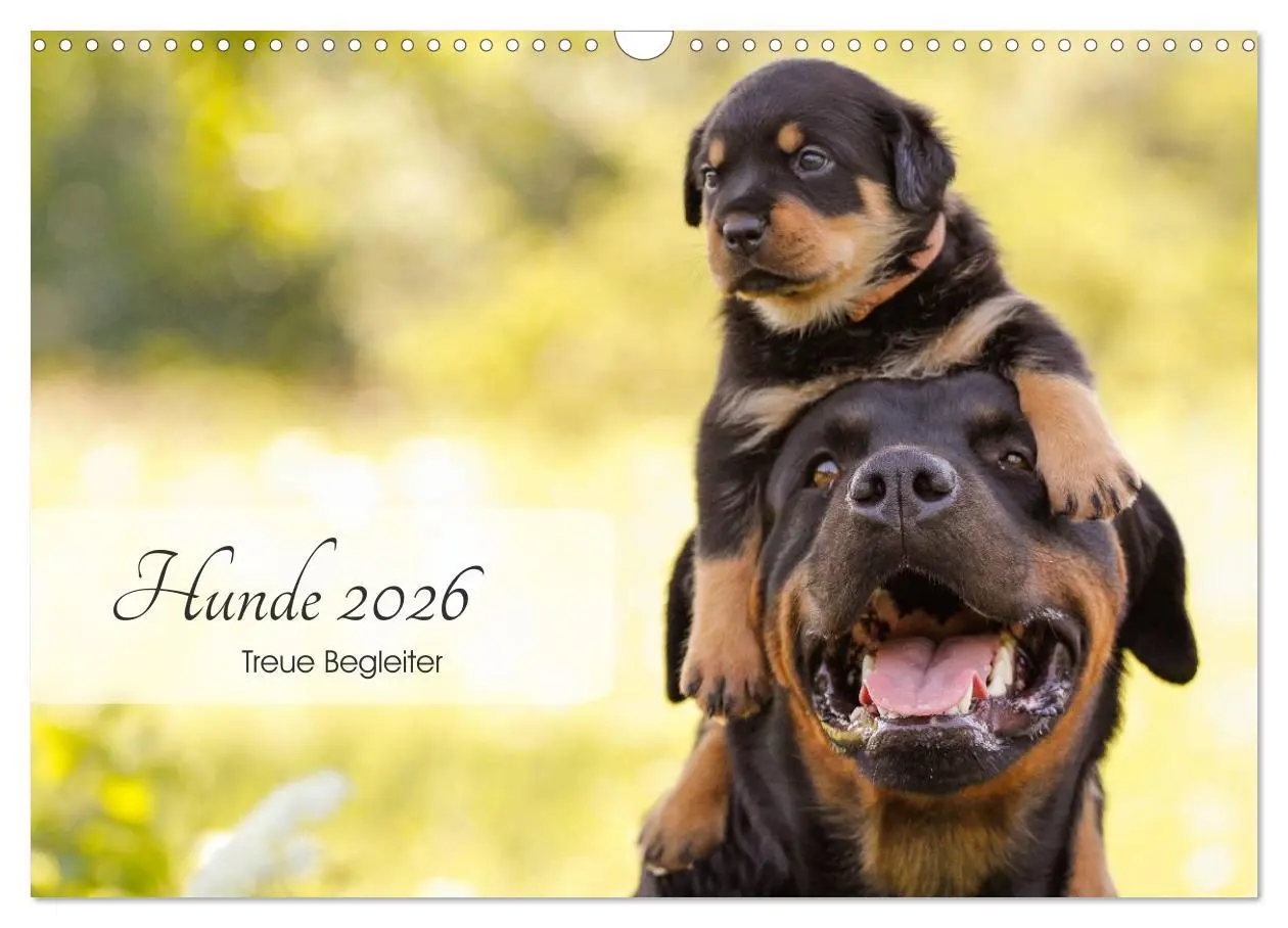 Cover: 9783457974148 | Hunde 2026 - Treue Begleiter (Wandkalender 2026 DIN A3 quer),...