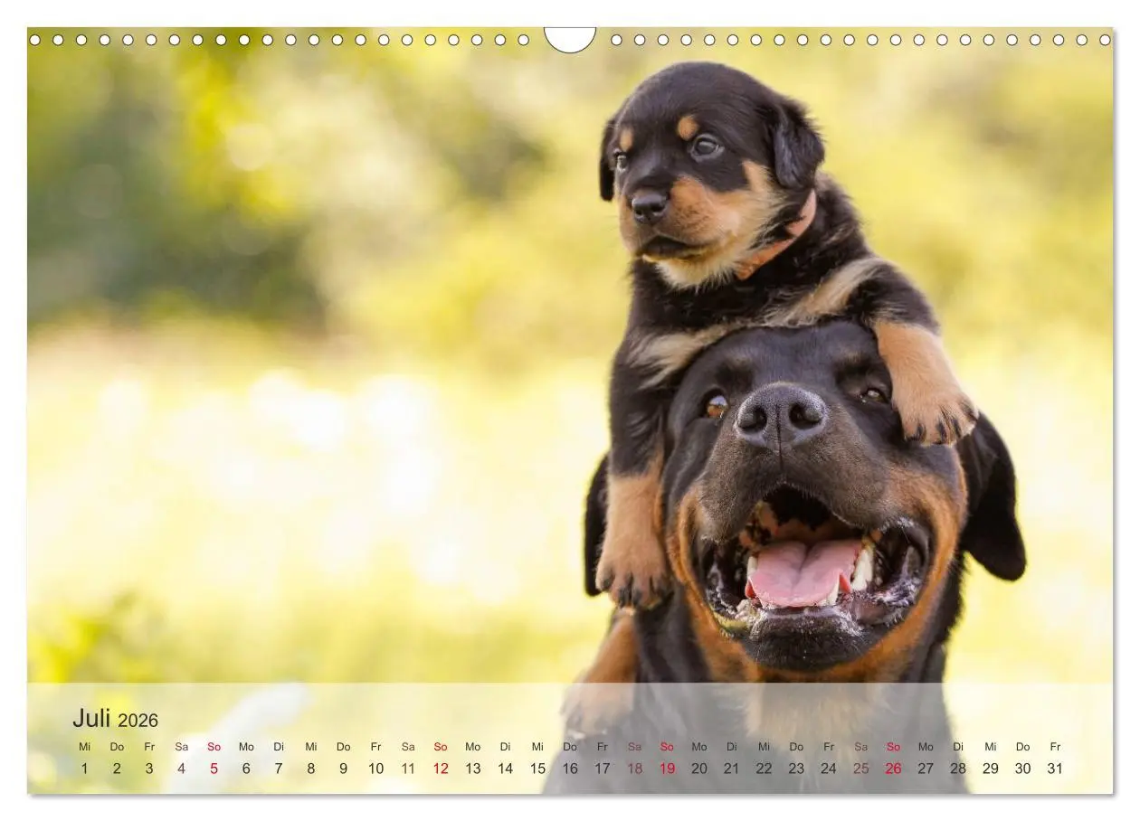 Bild: 9783457974148 | Hunde 2026 - Treue Begleiter (Wandkalender 2026 DIN A3 quer),...