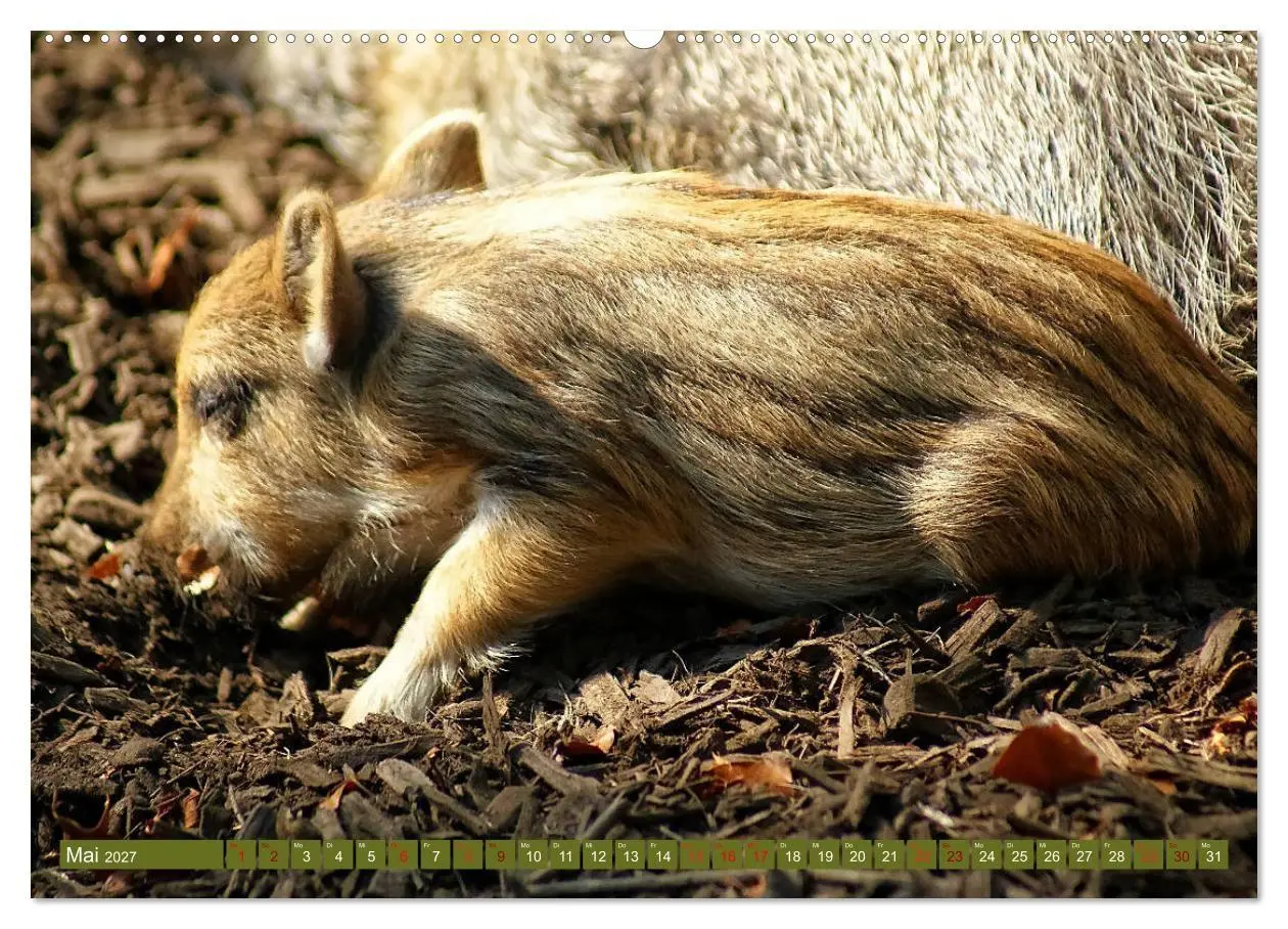 Bild: 9783569844148 | Wildschweins Kinderstube - Freche Frischlinge (hochwertiger Premium...