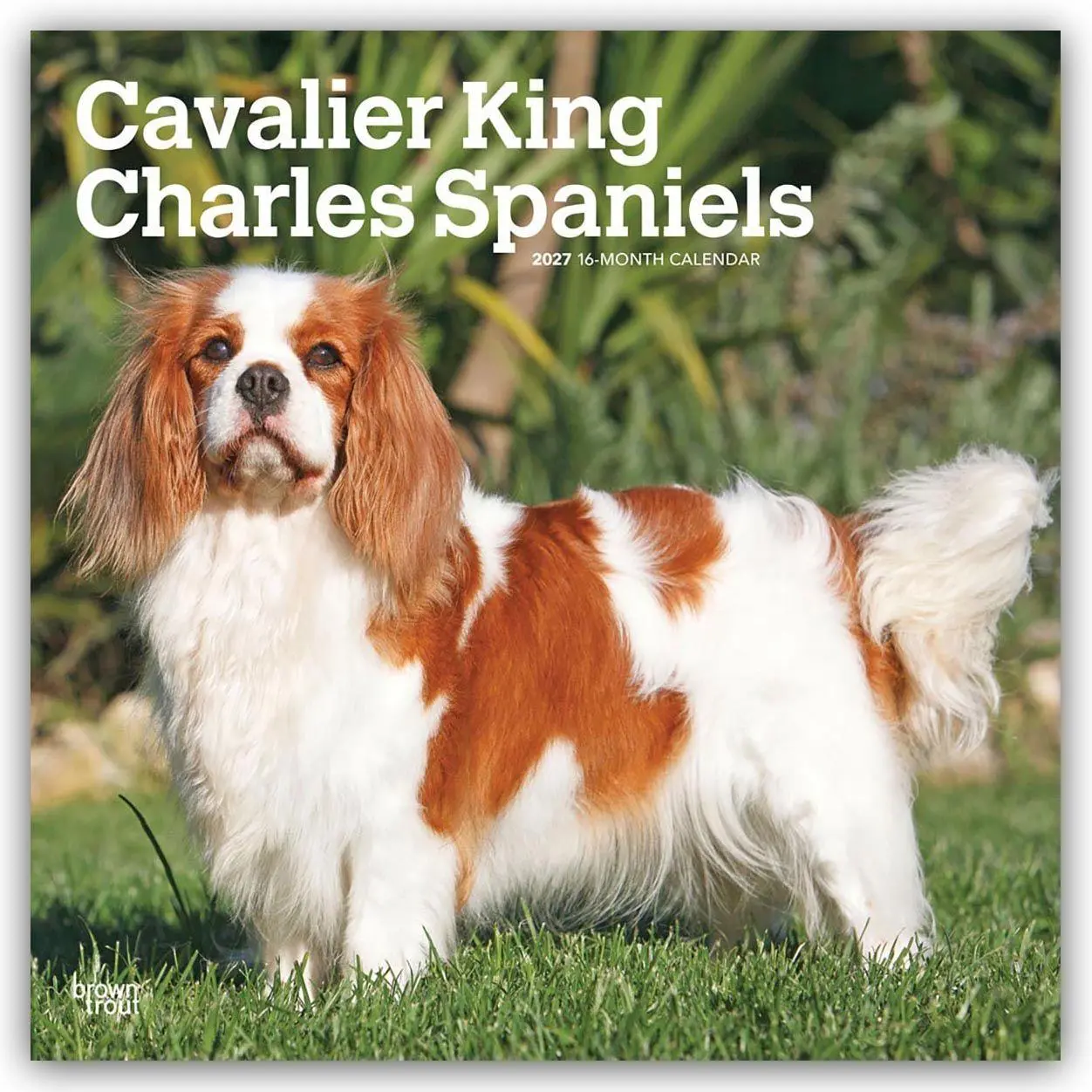 Cover: 9798330714148 | Cavalier King Charles Spaniels 2027 - 16-Monatskalender | Publishers