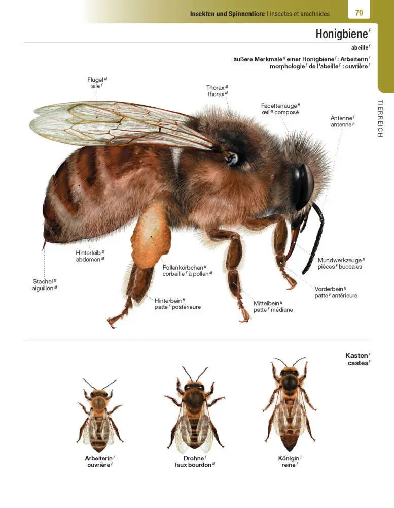 Bild: 9783125144248 | Langenscheidt Illustriertes Wörterbuch Französisch | Buch | 624 S.