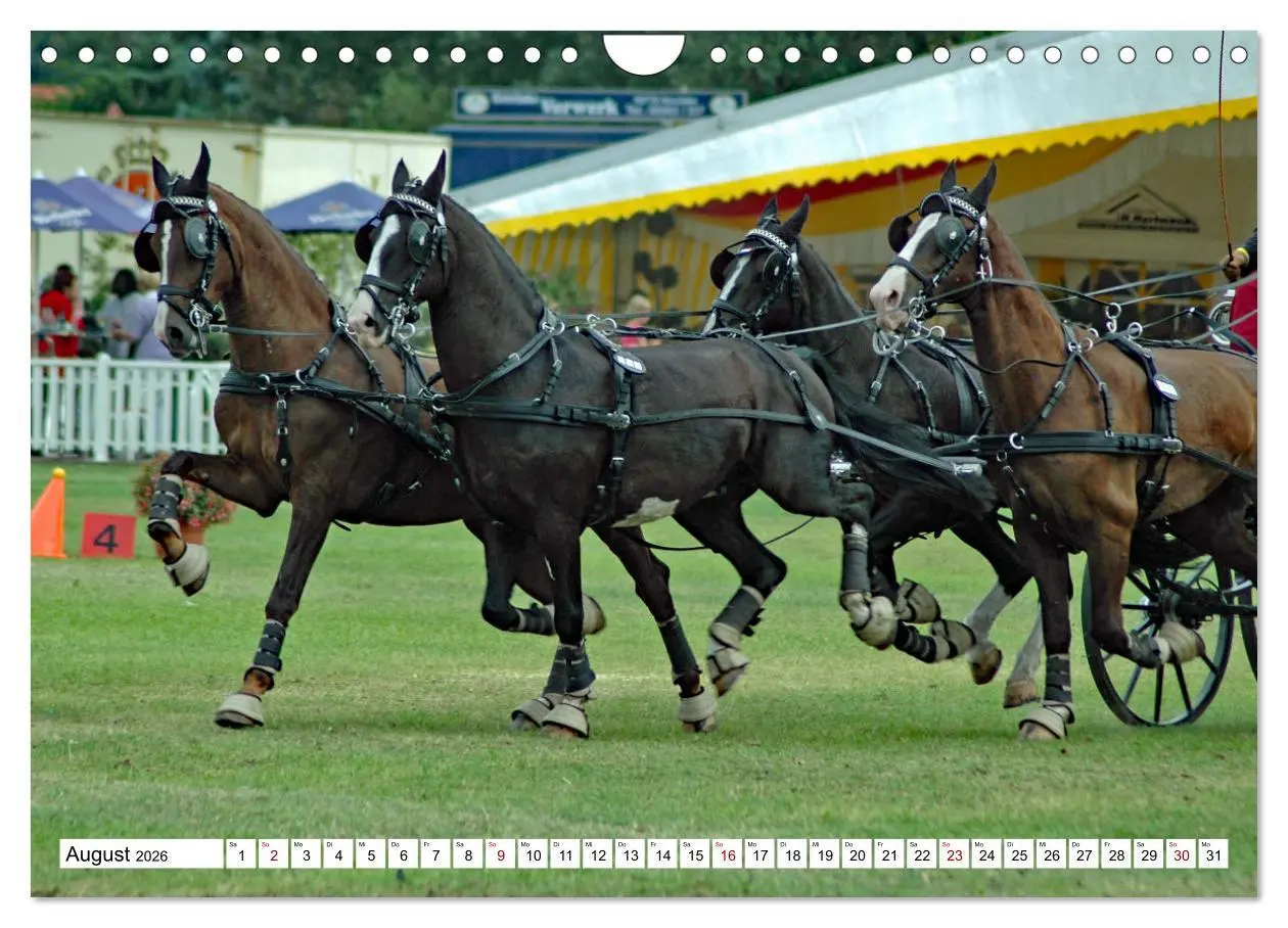 Bild: 9783457584248 | Vierspänner Herausforderung Fahrsport (Wandkalender 2026 DIN A4...