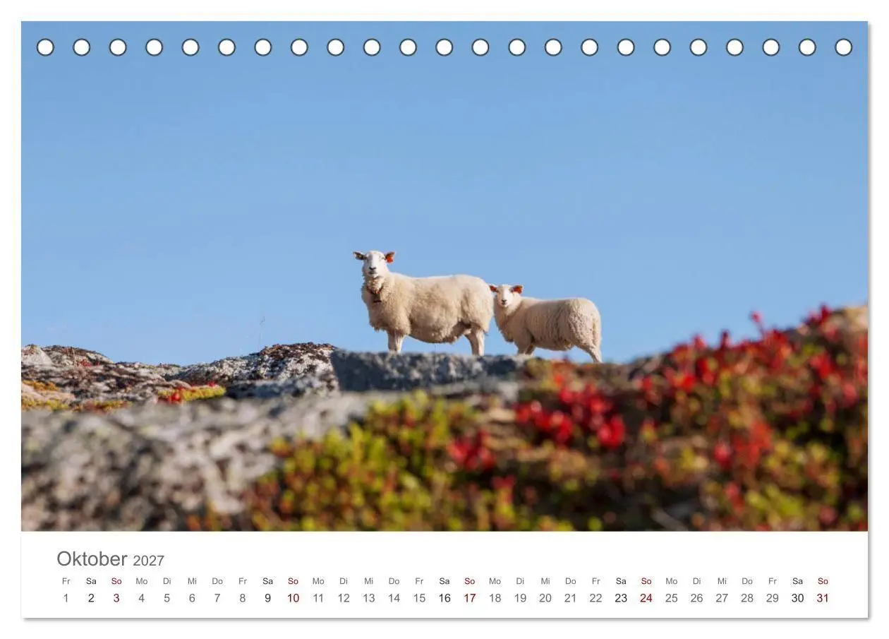 Bild: 9783569764248 | Schafe - Weich und wollig (Tischkalender 2027 DIN A5 quer),...
