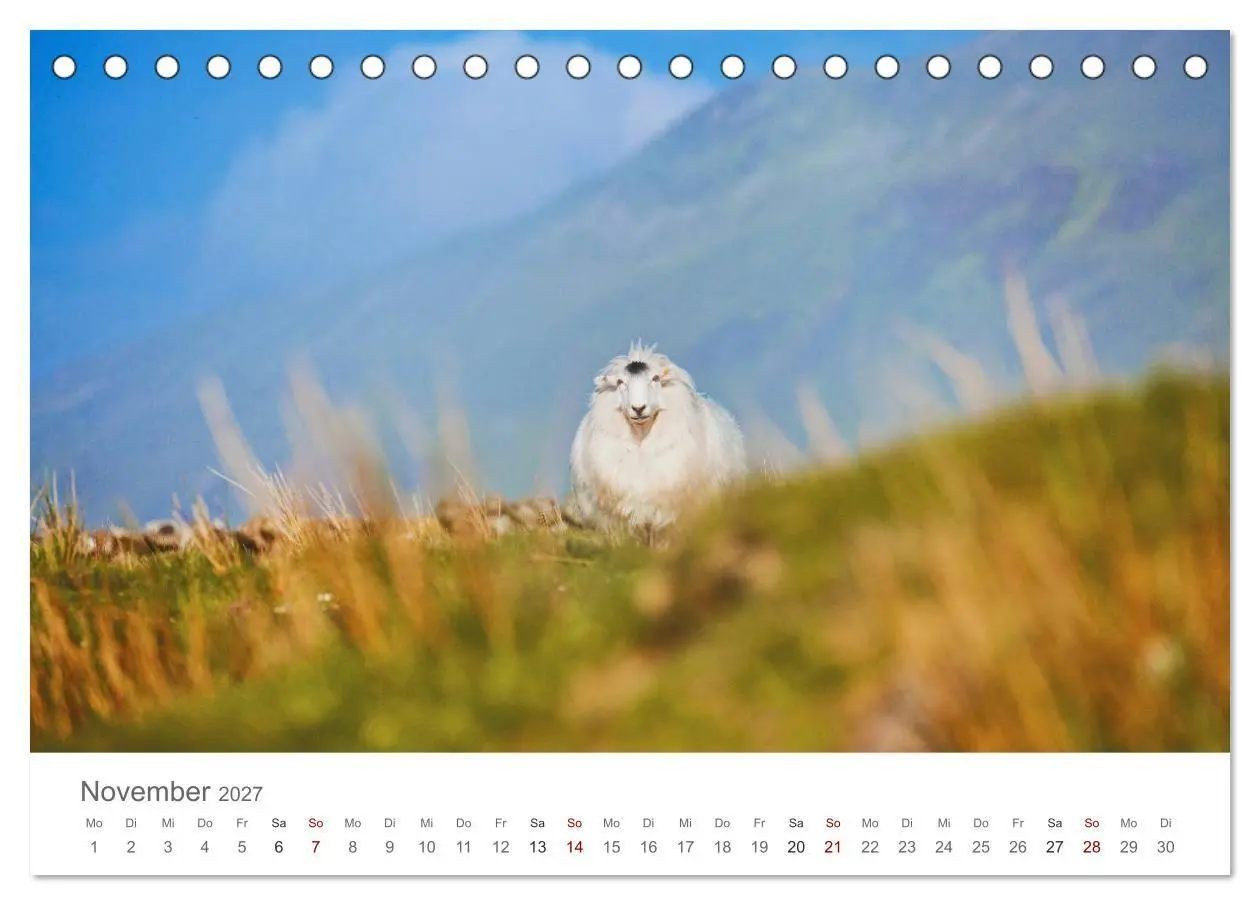 Bild: 9783569764248 | Schafe - Weich und wollig (Tischkalender 2027 DIN A5 quer),...