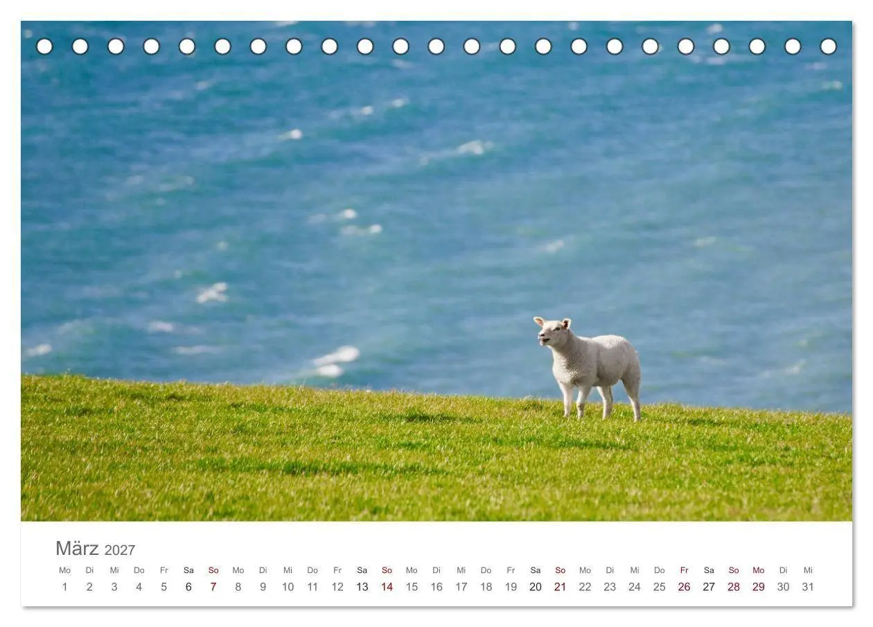Bild: 9783569764248 | Schafe - Weich und wollig (Tischkalender 2027 DIN A5 quer),...