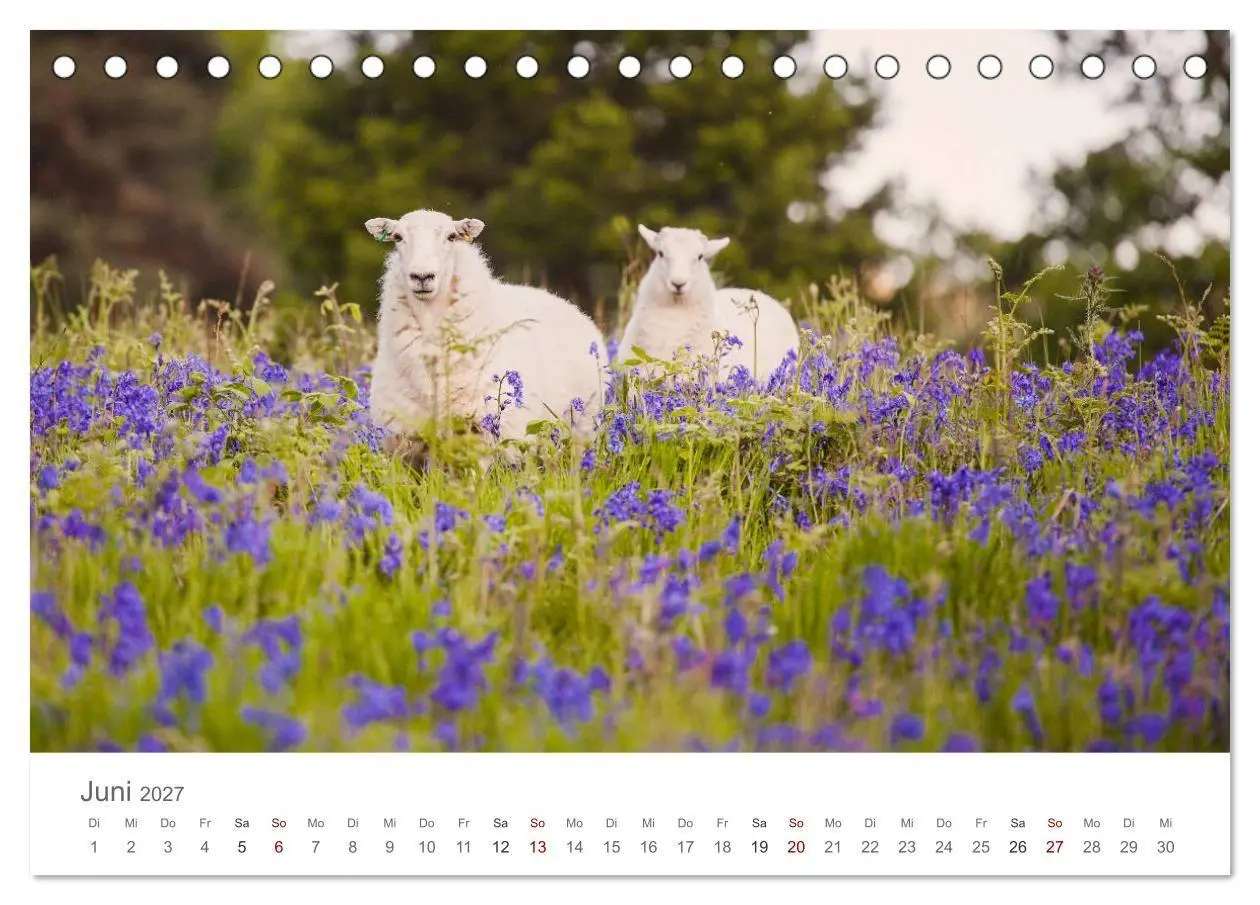 Bild: 9783569764248 | Schafe - Weich und wollig (Tischkalender 2027 DIN A5 quer),...
