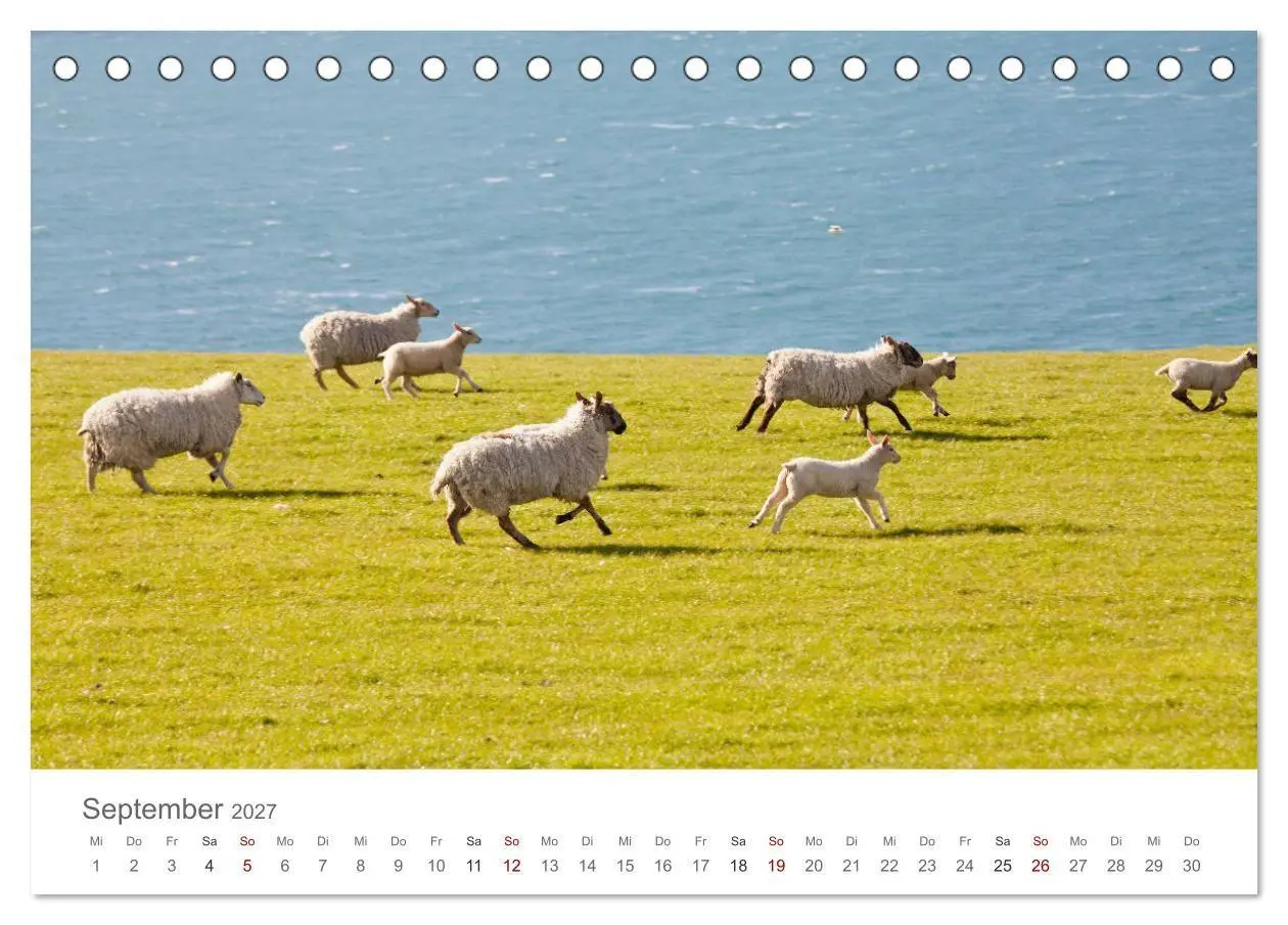 Bild: 9783569764248 | Schafe - Weich und wollig (Tischkalender 2027 DIN A5 quer),...