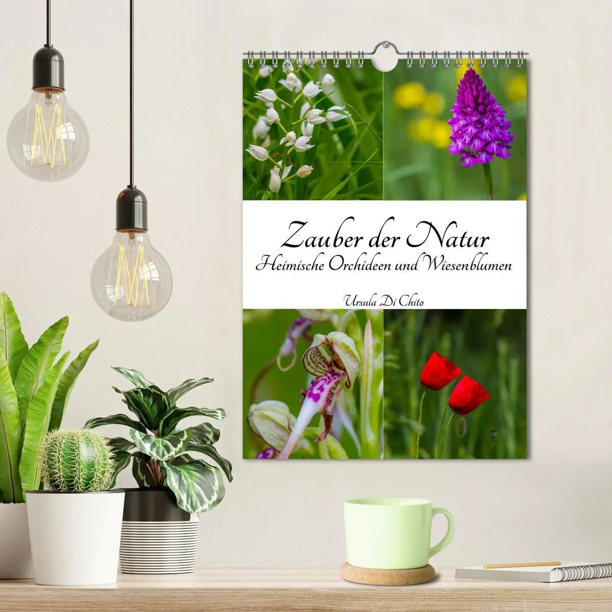 Bild: 9783516424348 | Zauber der Natur - Heimische Orchideen und Wiesenblumen...