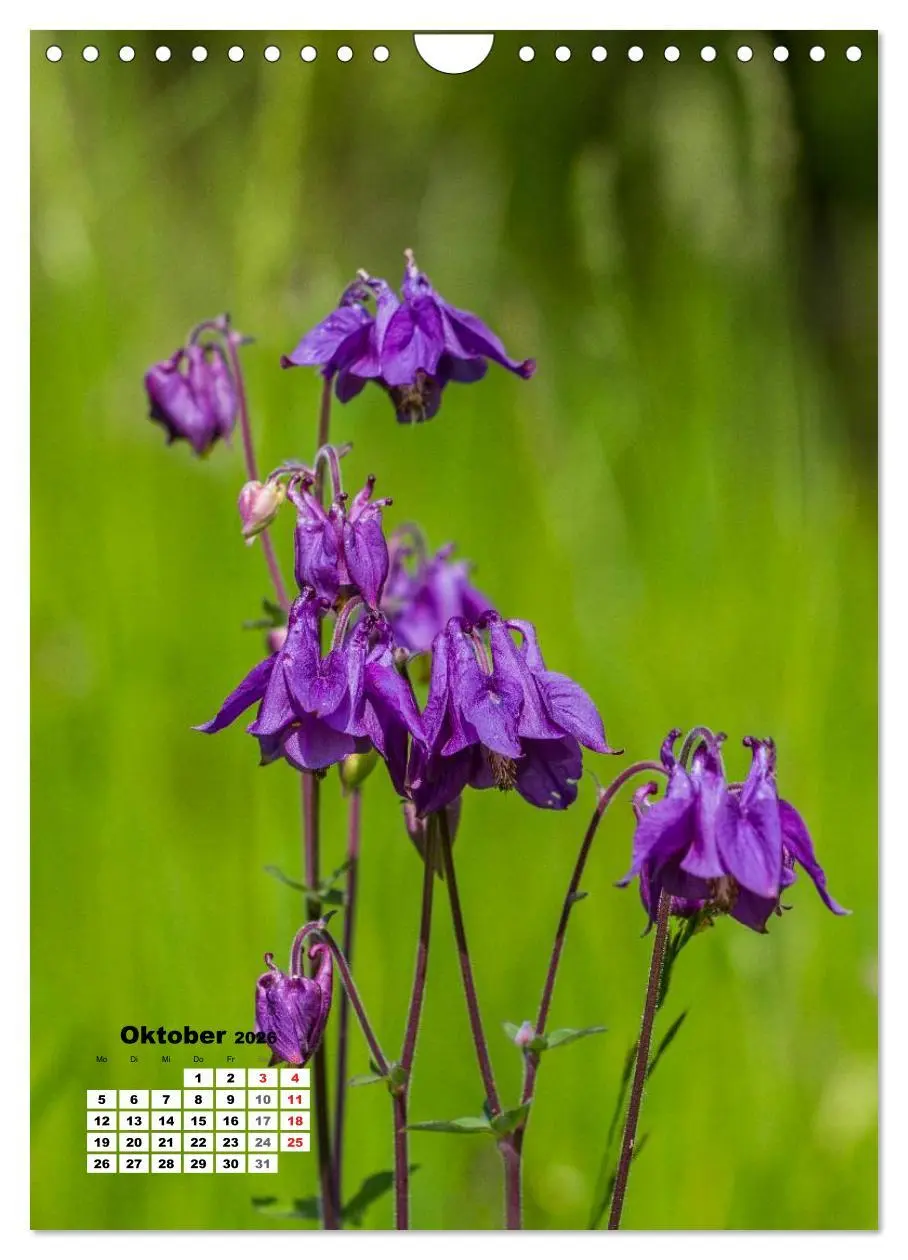 Bild: 9783516424348 | Zauber der Natur - Heimische Orchideen und Wiesenblumen...