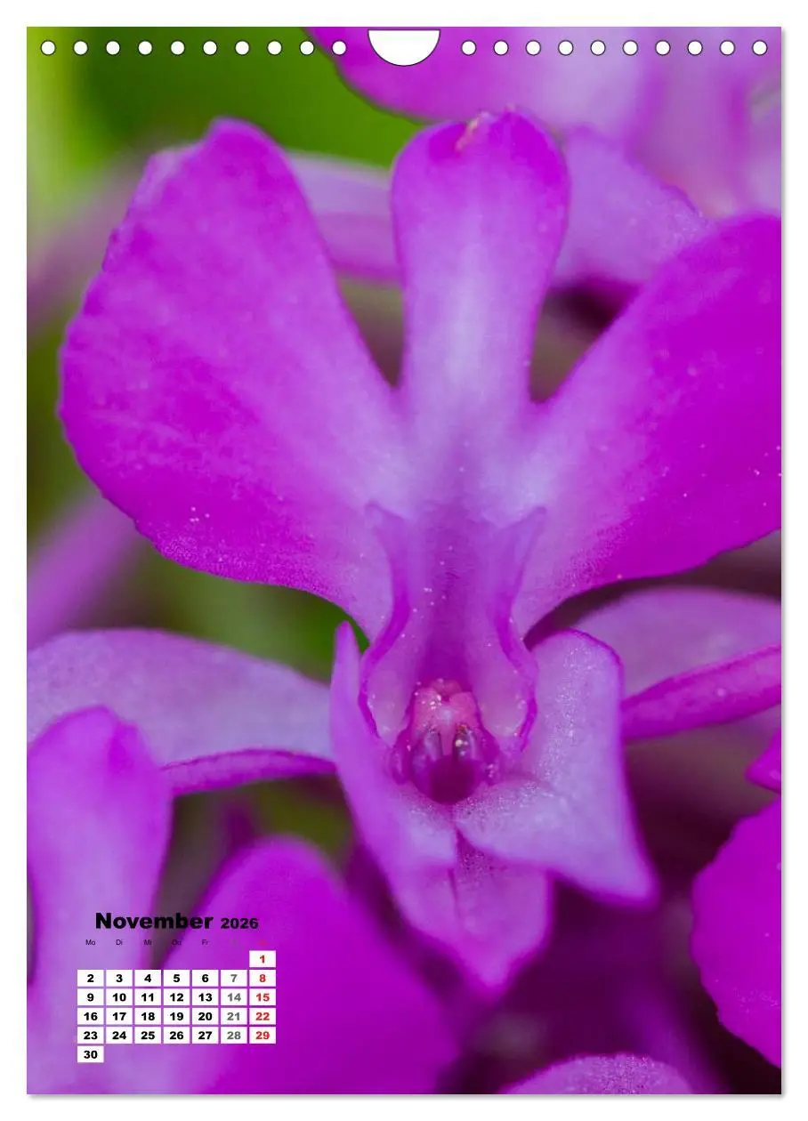 Bild: 9783516424348 | Zauber der Natur - Heimische Orchideen und Wiesenblumen...