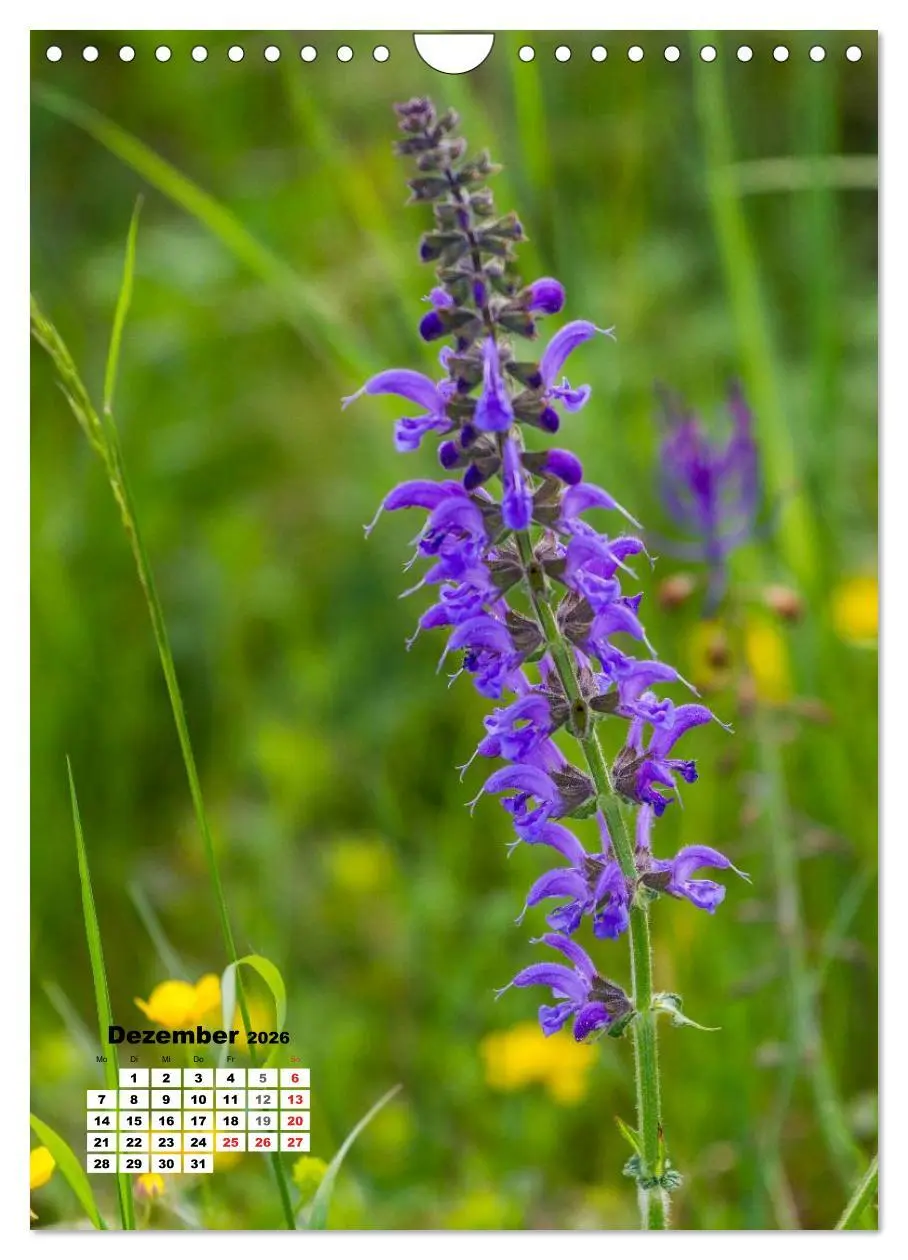 Bild: 9783516424348 | Zauber der Natur - Heimische Orchideen und Wiesenblumen...