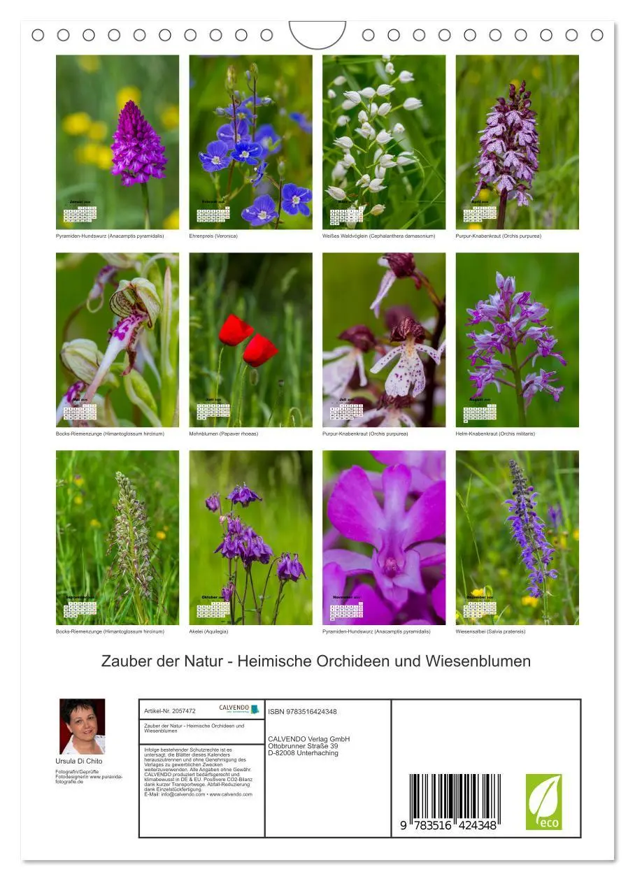 Bild: 9783516424348 | Zauber der Natur - Heimische Orchideen und Wiesenblumen...