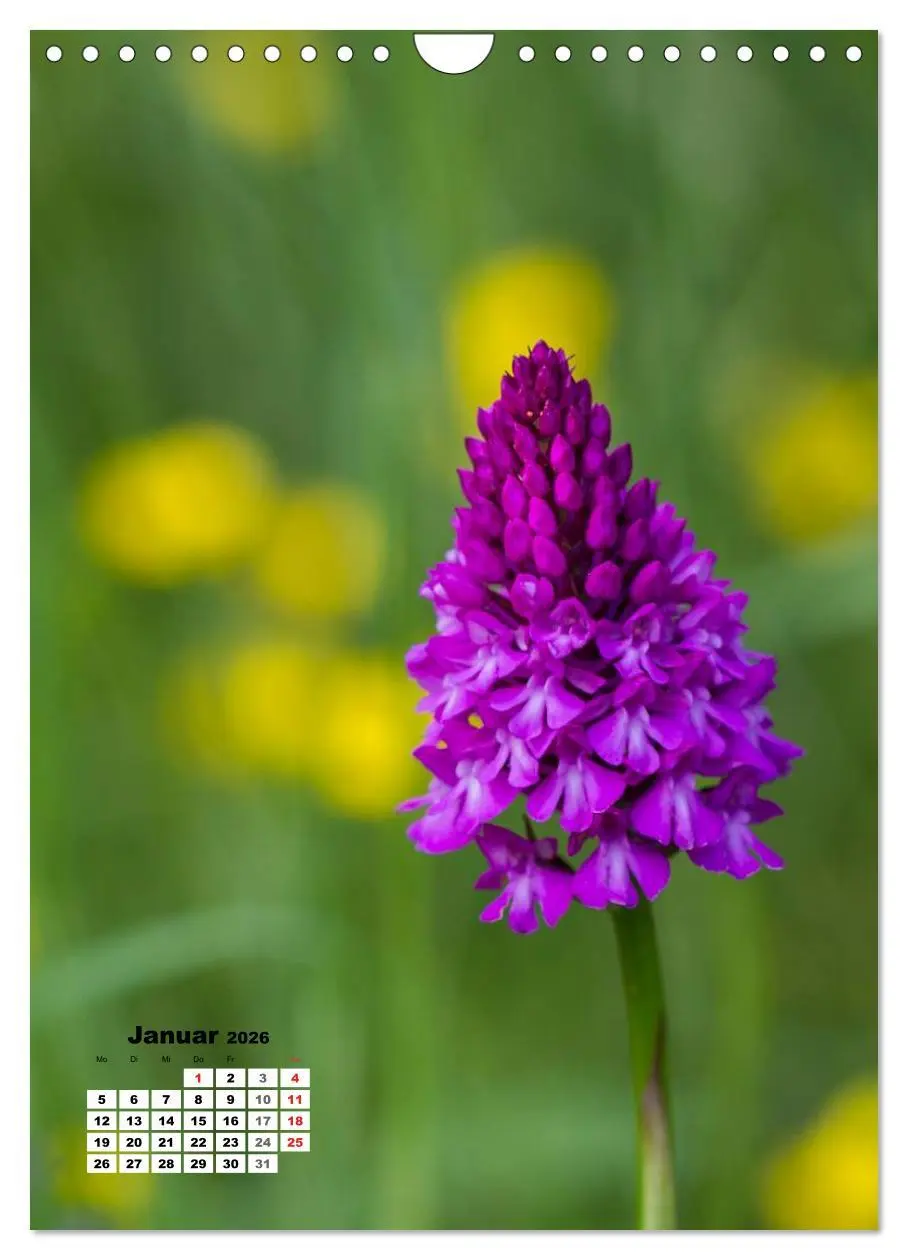Bild: 9783516424348 | Zauber der Natur - Heimische Orchideen und Wiesenblumen...