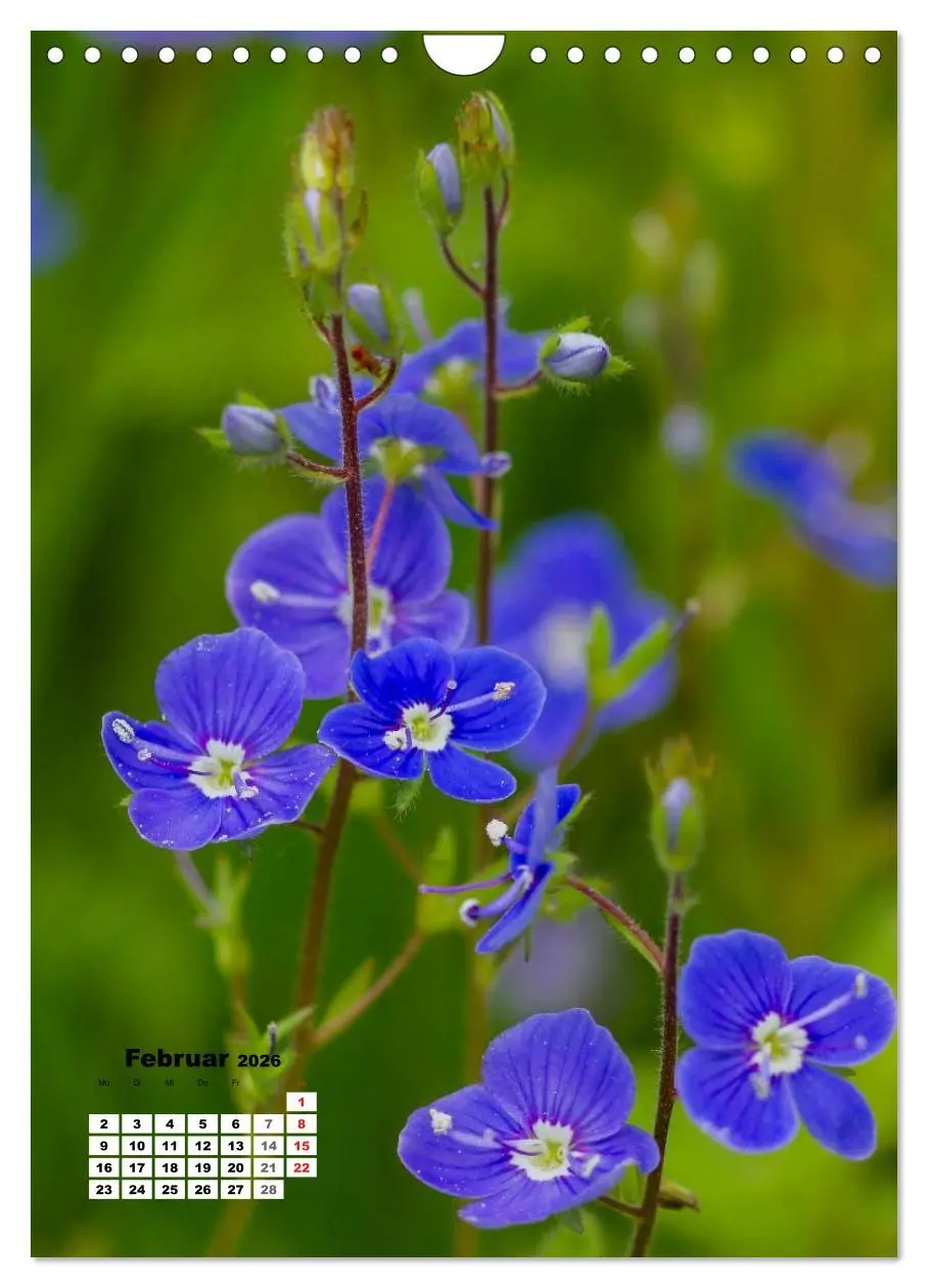 Bild: 9783516424348 | Zauber der Natur - Heimische Orchideen und Wiesenblumen...