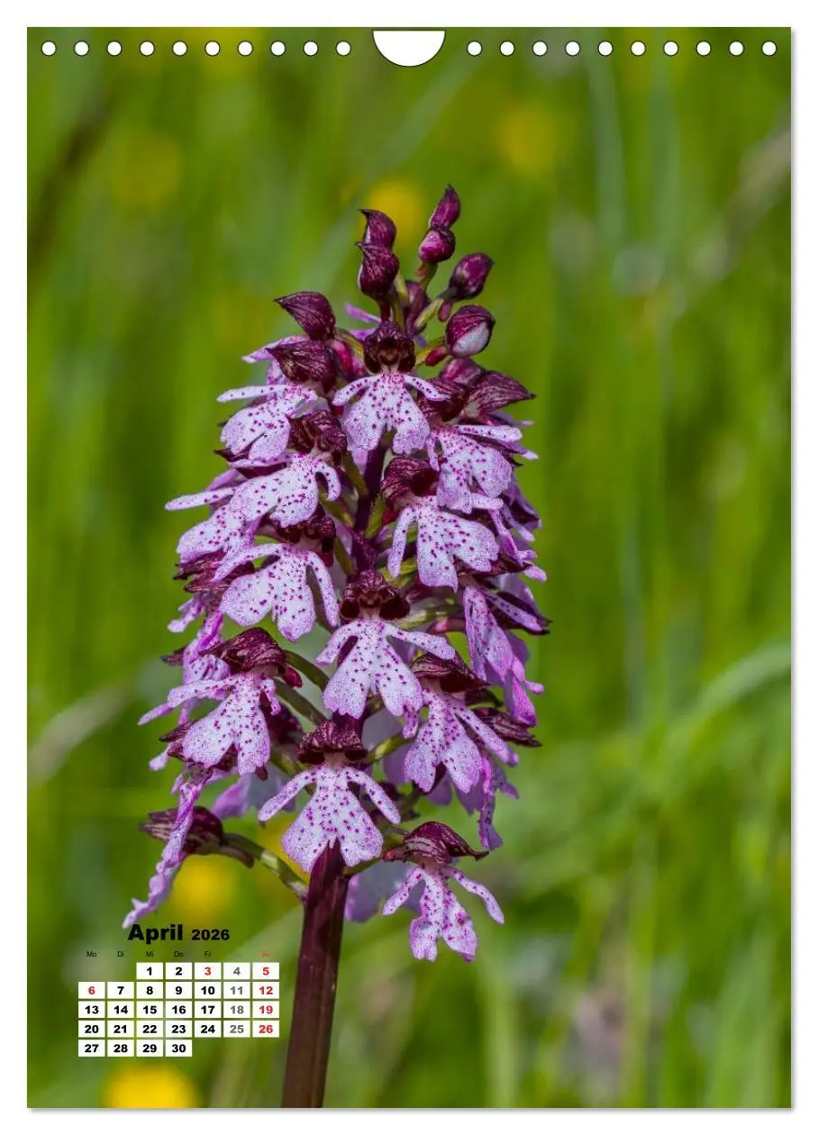 Bild: 9783516424348 | Zauber der Natur - Heimische Orchideen und Wiesenblumen...