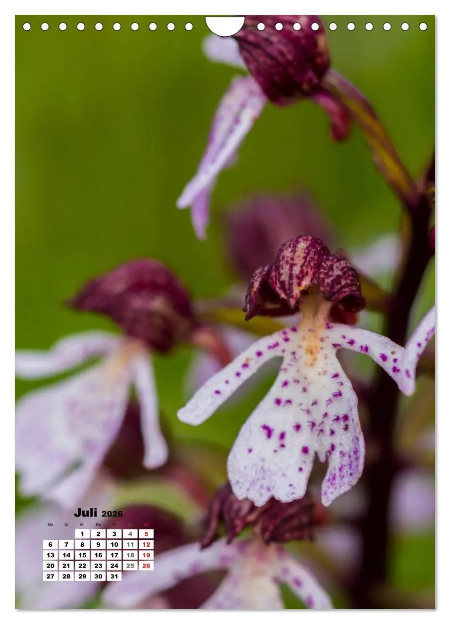 Bild: 9783516424348 | Zauber der Natur - Heimische Orchideen und Wiesenblumen...