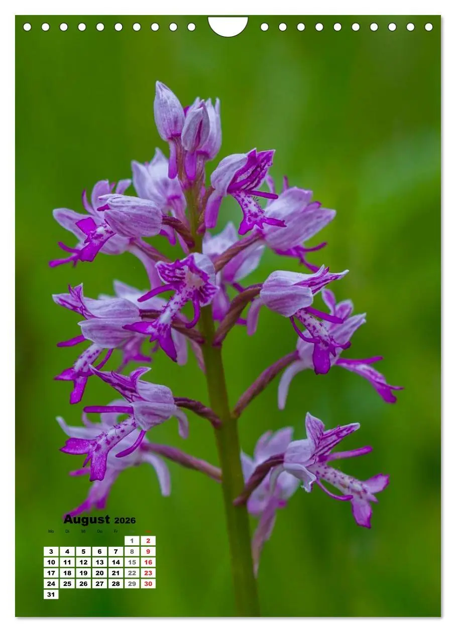 Bild: 9783516424348 | Zauber der Natur - Heimische Orchideen und Wiesenblumen...
