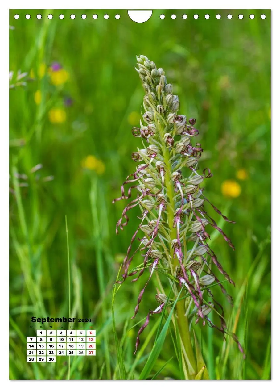 Bild: 9783516424348 | Zauber der Natur - Heimische Orchideen und Wiesenblumen...