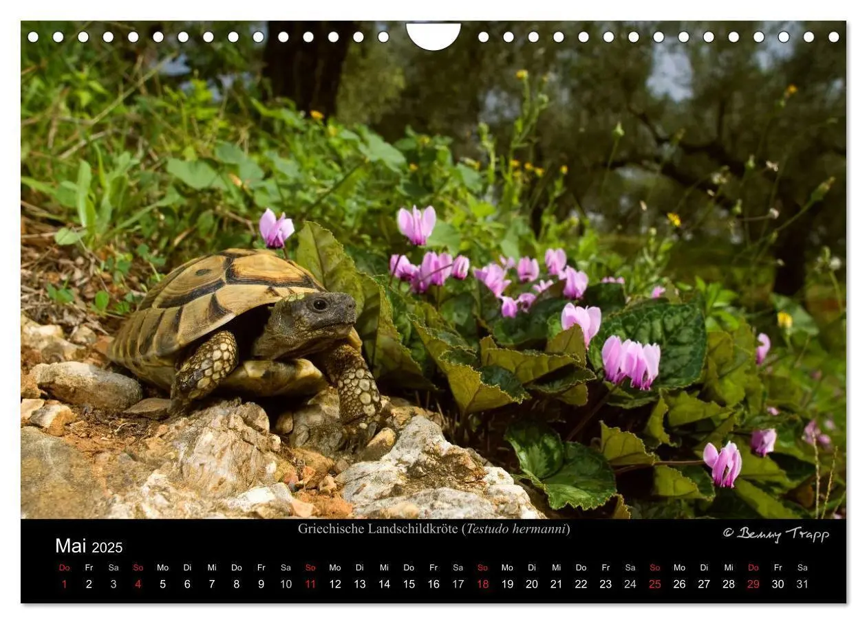 Bild: 9783435774548 | REPTILIEN (Wandkalender 2025 DIN A4 quer), CALVENDO Monatskalender