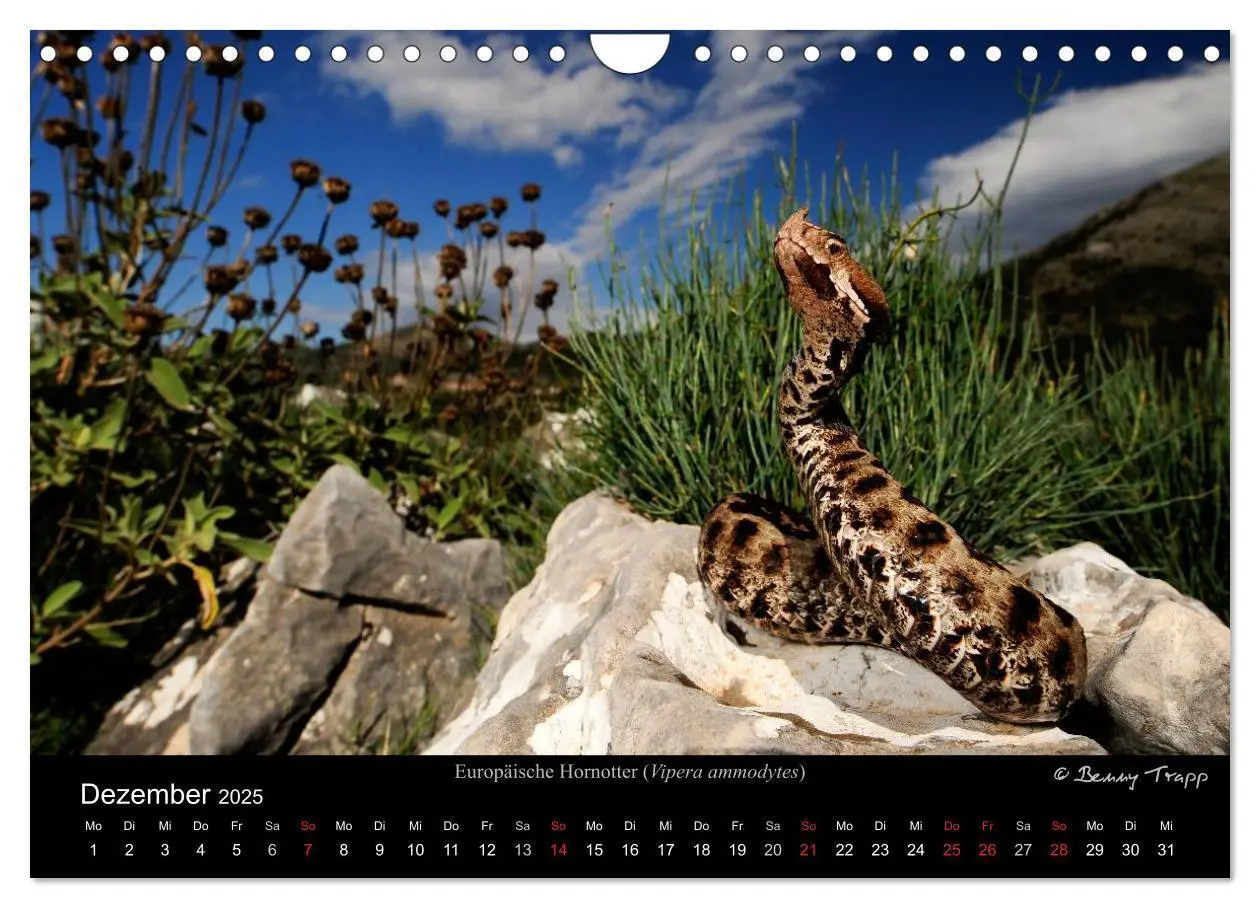 Bild: 9783435774548 | REPTILIEN (Wandkalender 2025 DIN A4 quer), CALVENDO Monatskalender