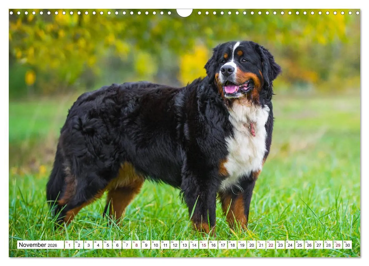 Bild: 9783457864548 | Faszinierende Schönheit Berner Sennenhund (Wandkalender 2026 DIN A3...
