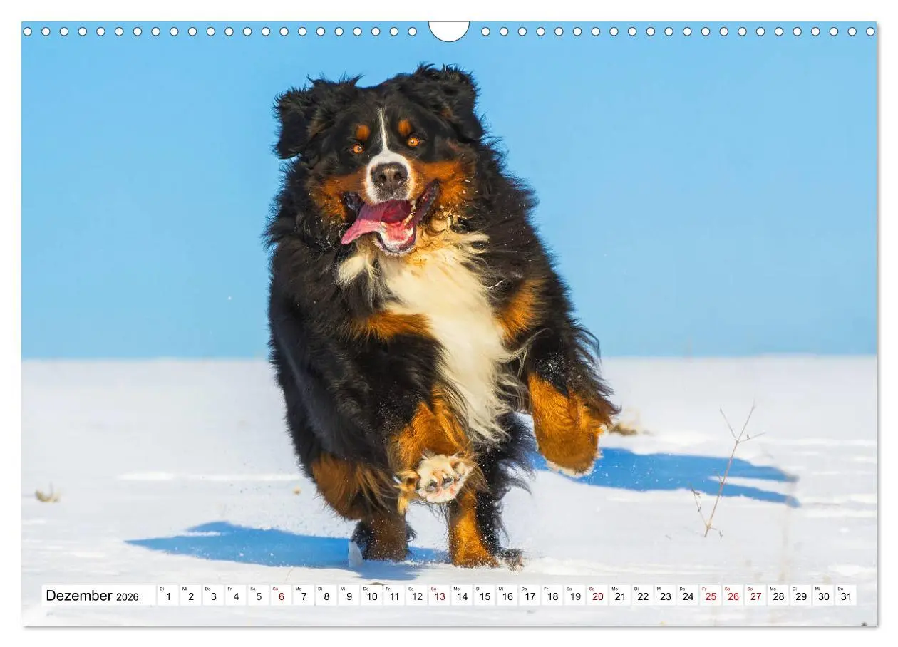 Bild: 9783457864548 | Faszinierende Schönheit Berner Sennenhund (Wandkalender 2026 DIN A3...
