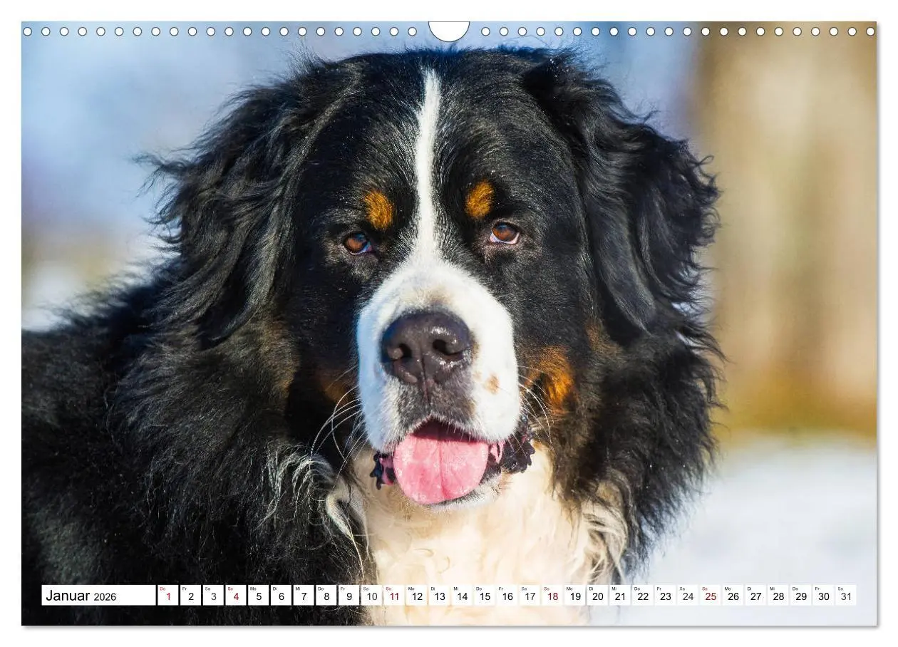 Bild: 9783457864548 | Faszinierende Schönheit Berner Sennenhund (Wandkalender 2026 DIN A3...