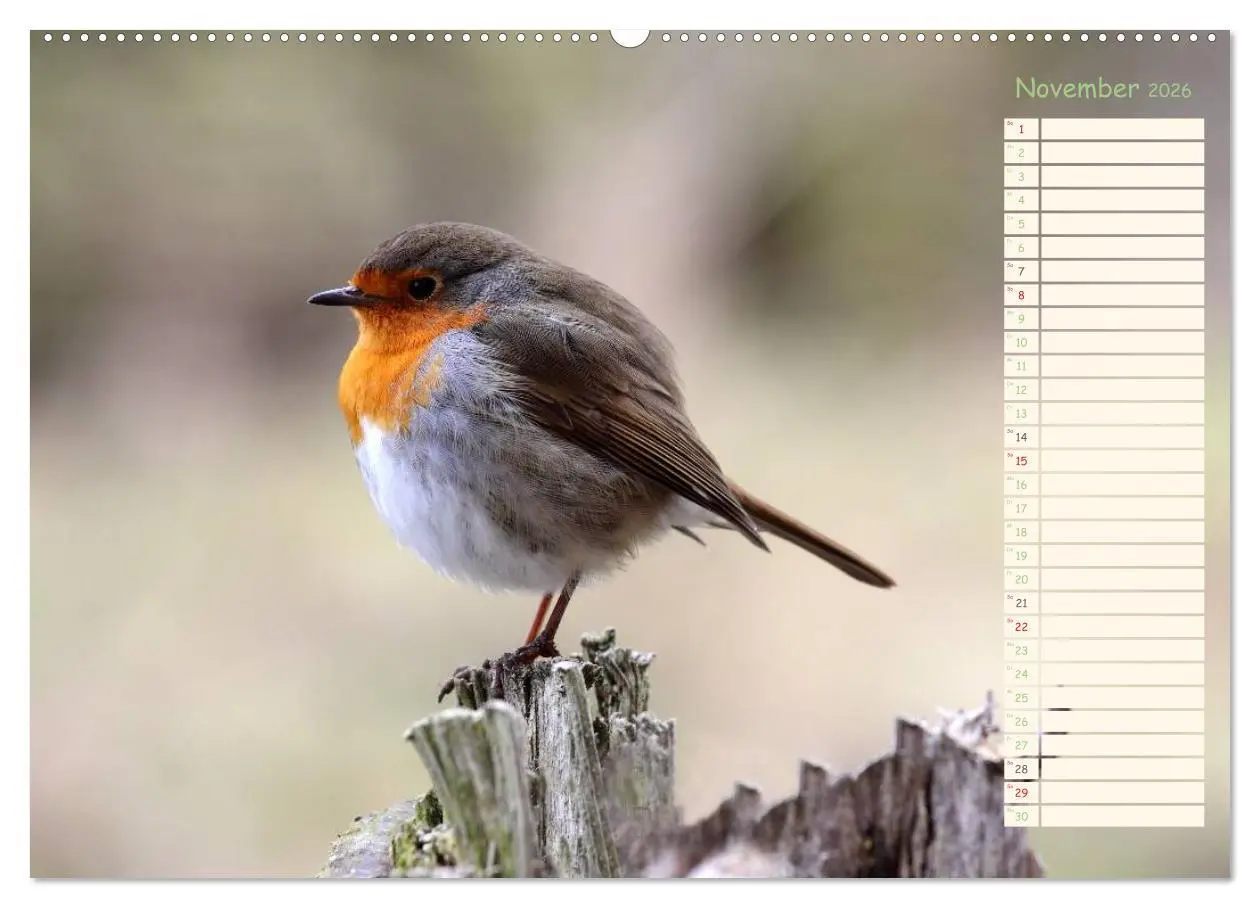 Bild: 9783516014648 | Gefiederte Schönheiten - Das Rotkehlchen / Planer (Wandkalender...