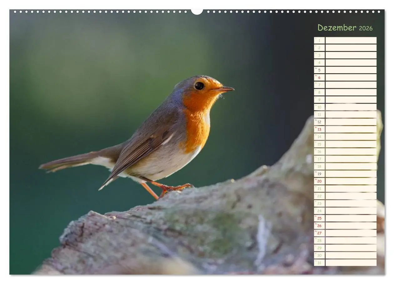 Bild: 9783516014648 | Gefiederte Schönheiten - Das Rotkehlchen / Planer (Wandkalender...