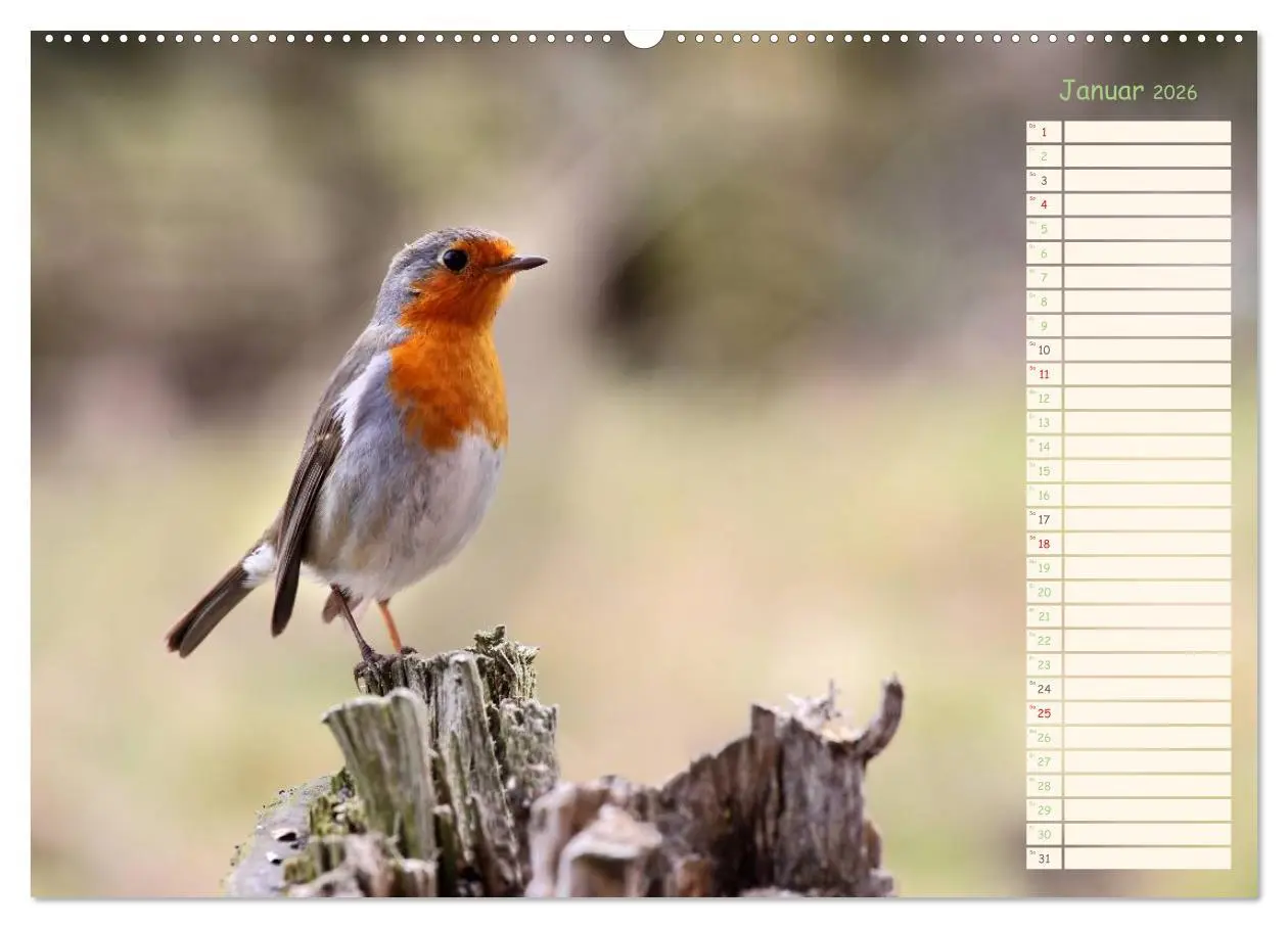 Bild: 9783516014648 | Gefiederte Schönheiten - Das Rotkehlchen / Planer (Wandkalender...
