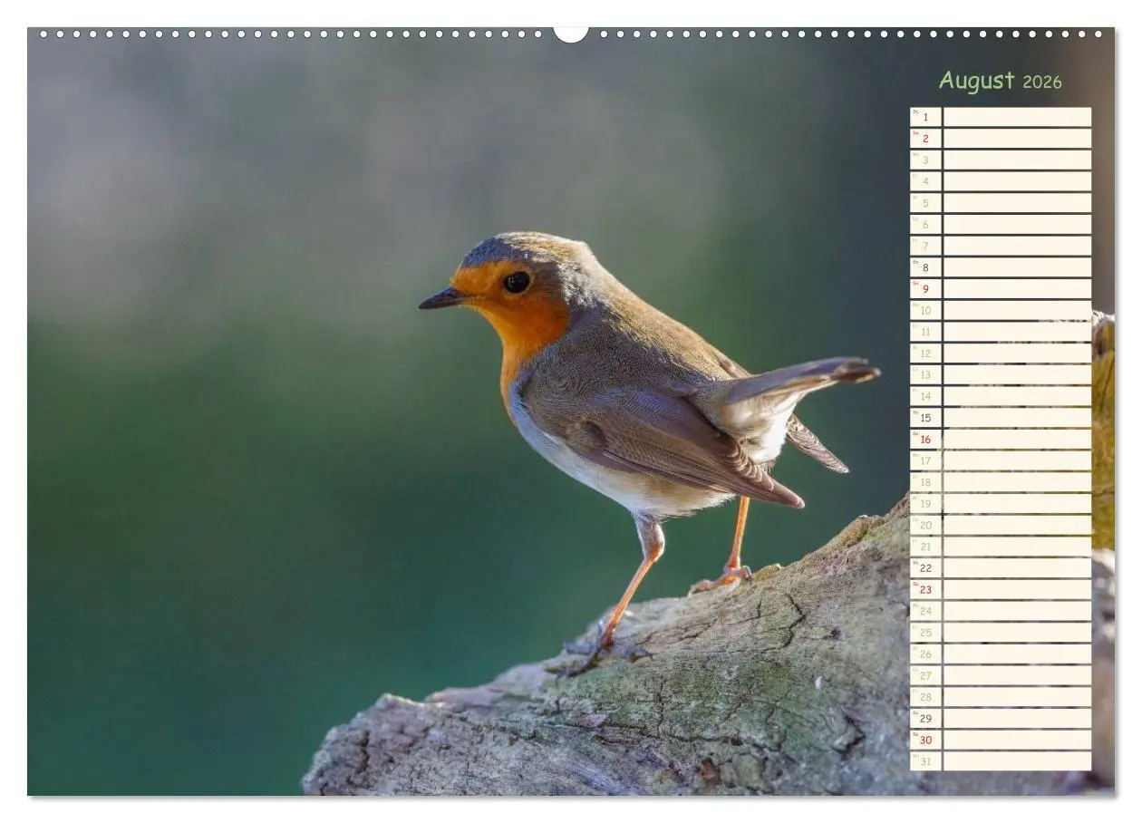Bild: 9783516014648 | Gefiederte Schönheiten - Das Rotkehlchen / Planer (Wandkalender...
