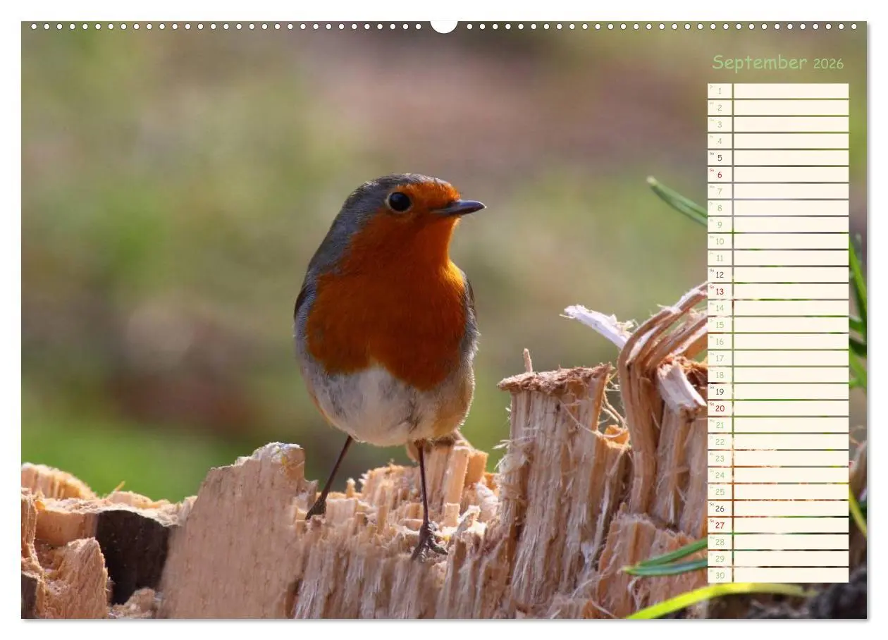 Bild: 9783516014648 | Gefiederte Schönheiten - Das Rotkehlchen / Planer (Wandkalender...