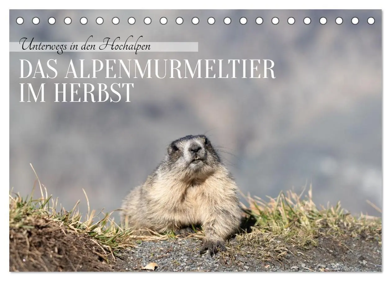 Cover: 9783516704648 | Unterwegs in den Hochalpen - Das Alpenmurmeltier im Herbst...