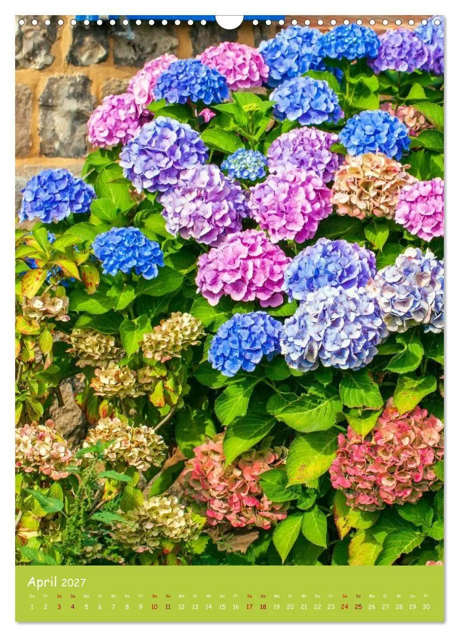 Bild: 9783516794748 | Mein Hortensientraum (Wandkalender 2027 DIN A3 hoch), CALVENDO...