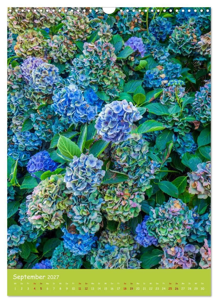 Bild: 9783516794748 | Mein Hortensientraum (Wandkalender 2027 DIN A3 hoch), CALVENDO...