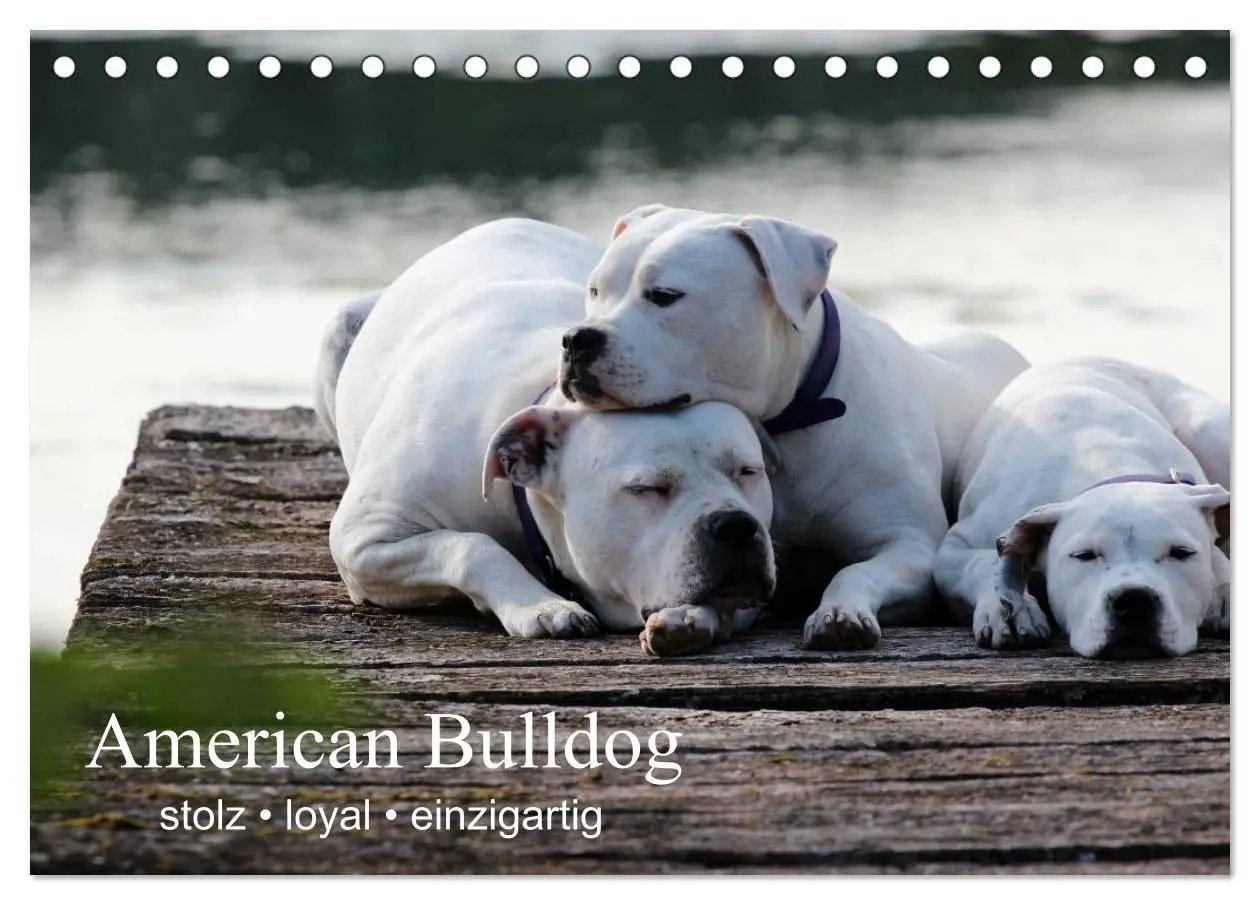 Cover: 9783516094848 | American Bulldog - stolz, loyal, einzigartig (Tischkalender 2026...