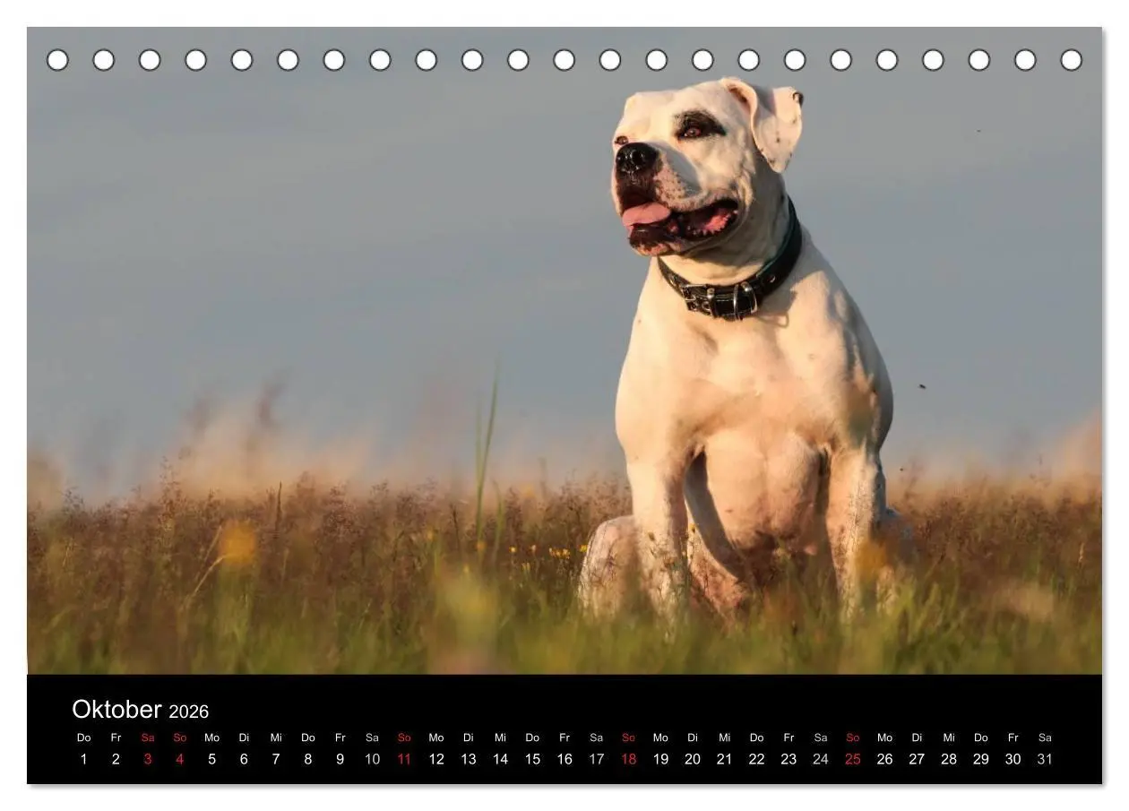 Bild: 9783516094848 | American Bulldog - stolz, loyal, einzigartig (Tischkalender 2026...
