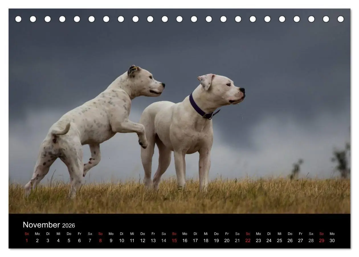 Bild: 9783516094848 | American Bulldog - stolz, loyal, einzigartig (Tischkalender 2026...