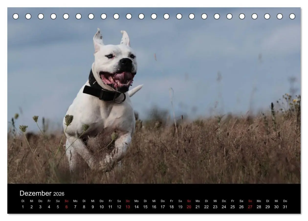 Bild: 9783516094848 | American Bulldog - stolz, loyal, einzigartig (Tischkalender 2026...