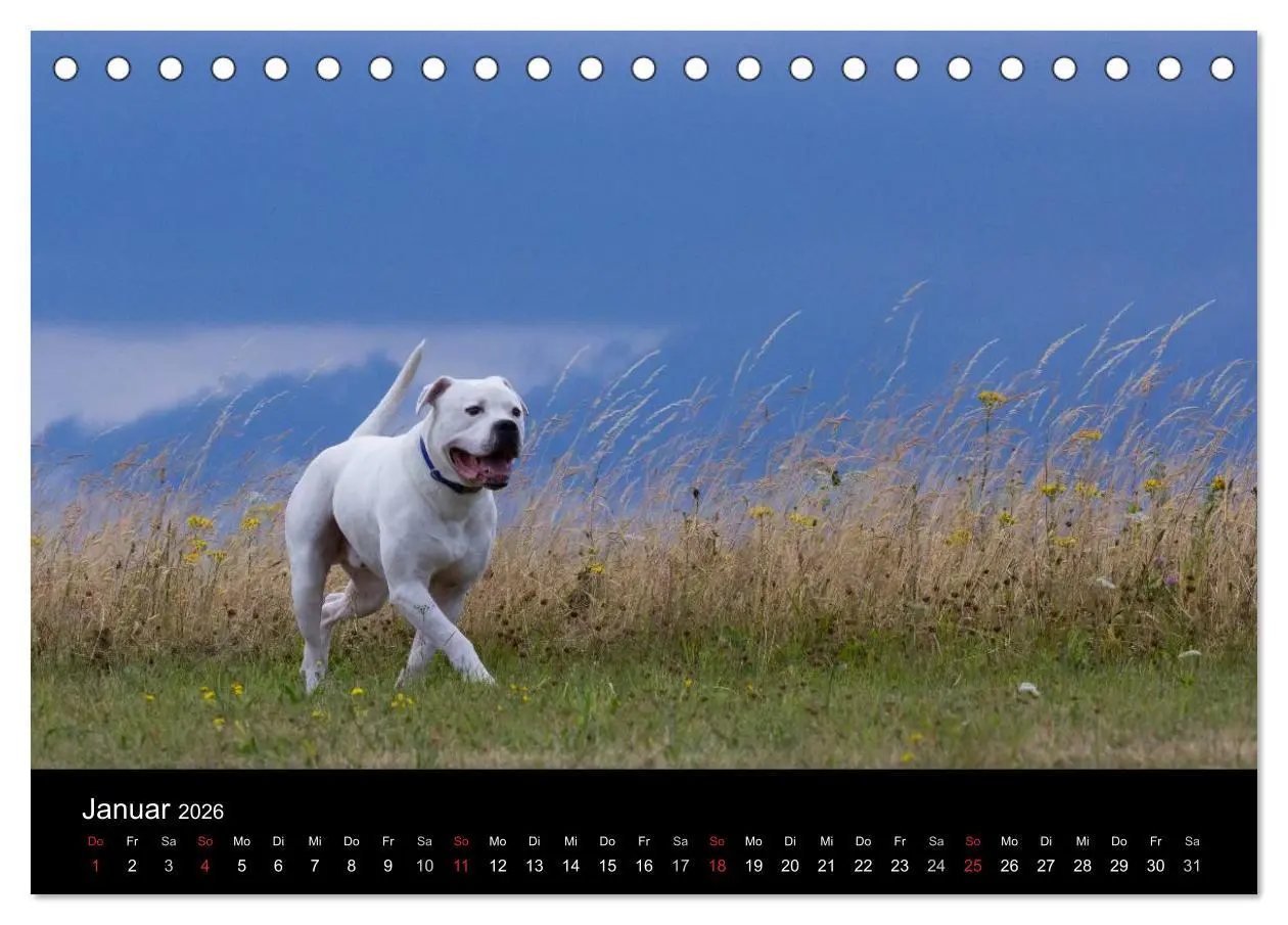 Bild: 9783516094848 | American Bulldog - stolz, loyal, einzigartig (Tischkalender 2026...