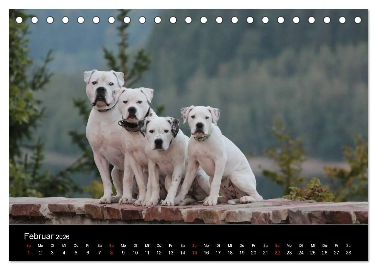 Bild: 9783516094848 | American Bulldog - stolz, loyal, einzigartig (Tischkalender 2026...