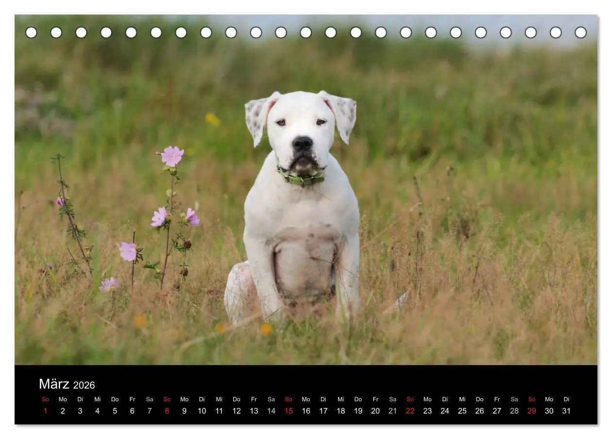 Bild: 9783516094848 | American Bulldog - stolz, loyal, einzigartig (Tischkalender 2026...
