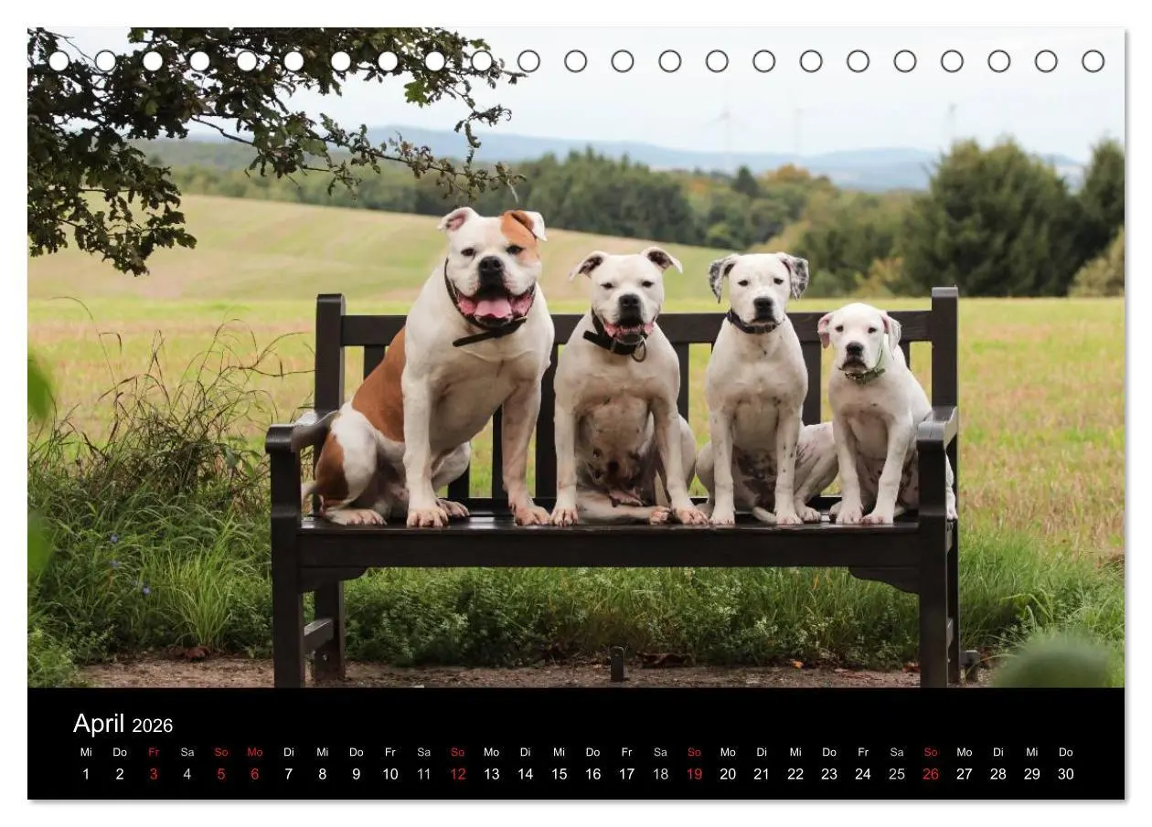 Bild: 9783516094848 | American Bulldog - stolz, loyal, einzigartig (Tischkalender 2026...